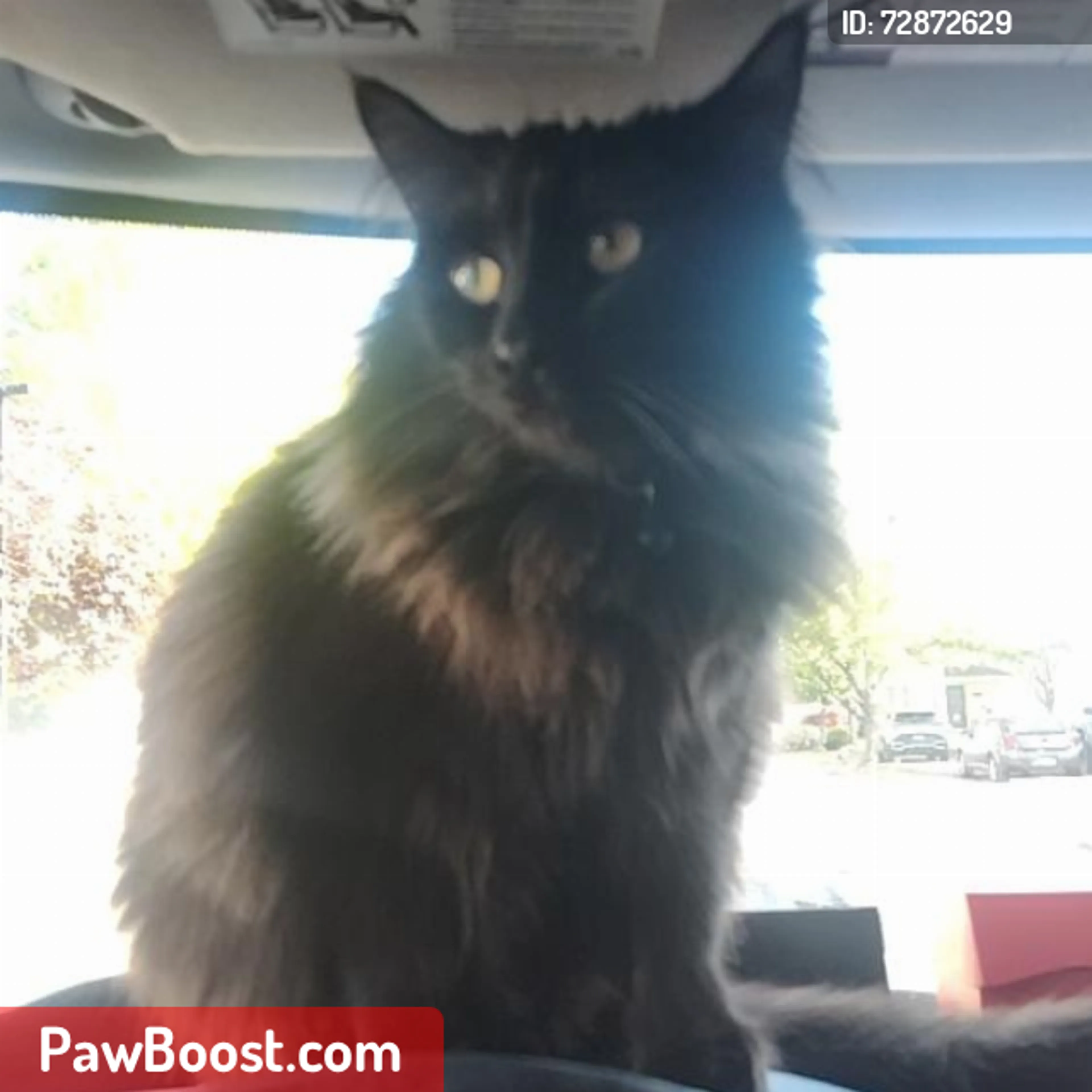 Lost pet