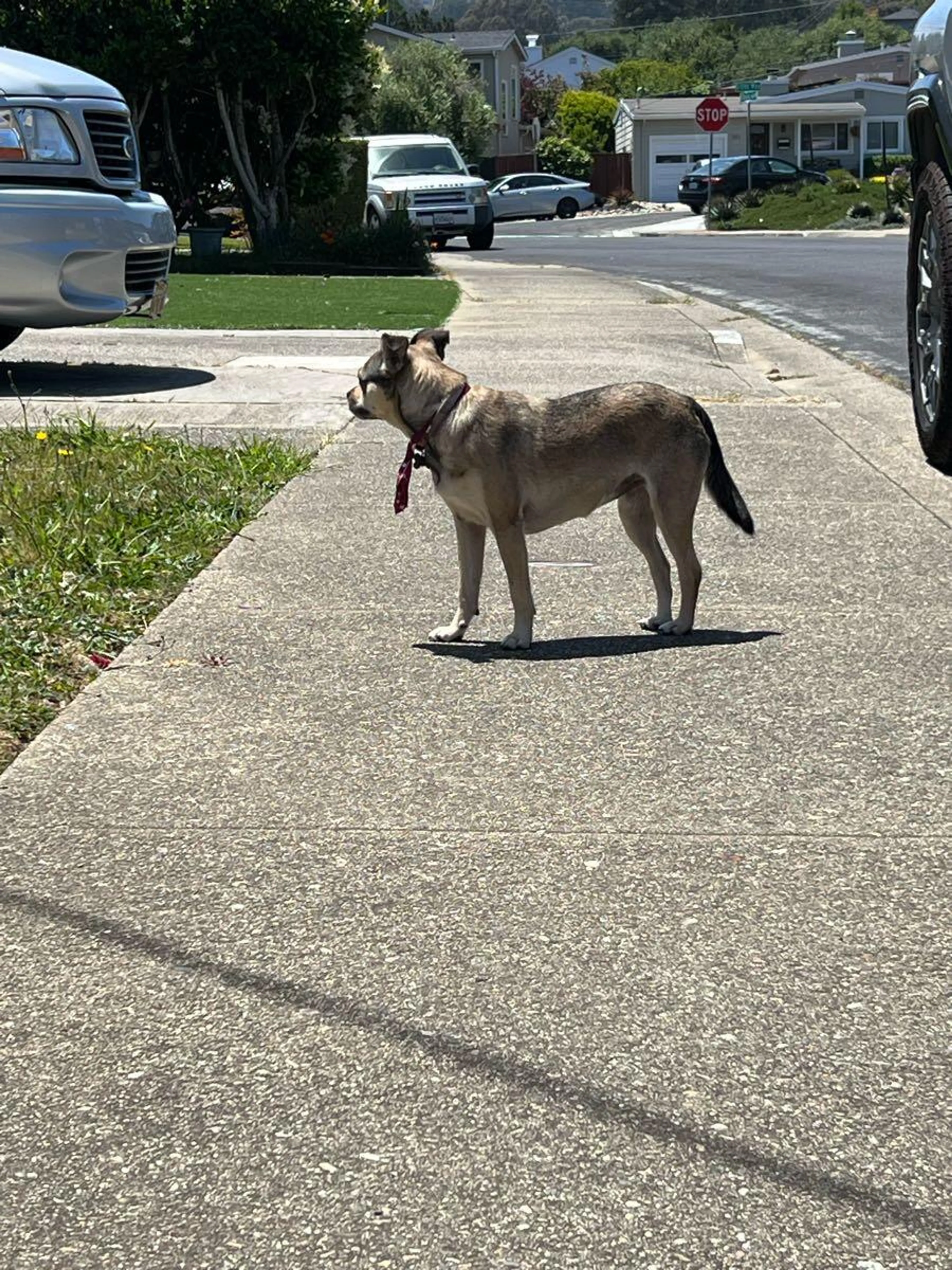 Lost pet