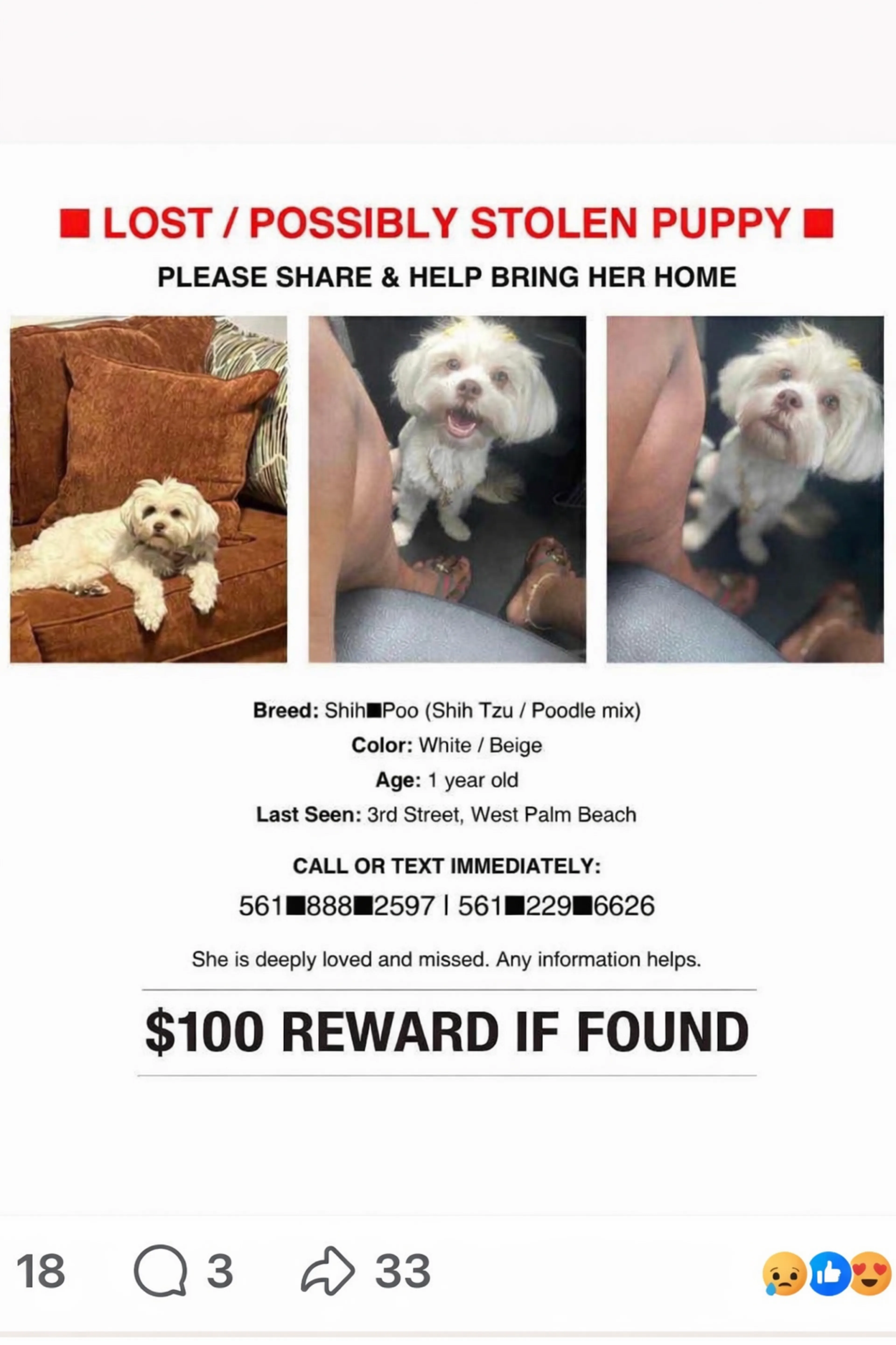Lost pet