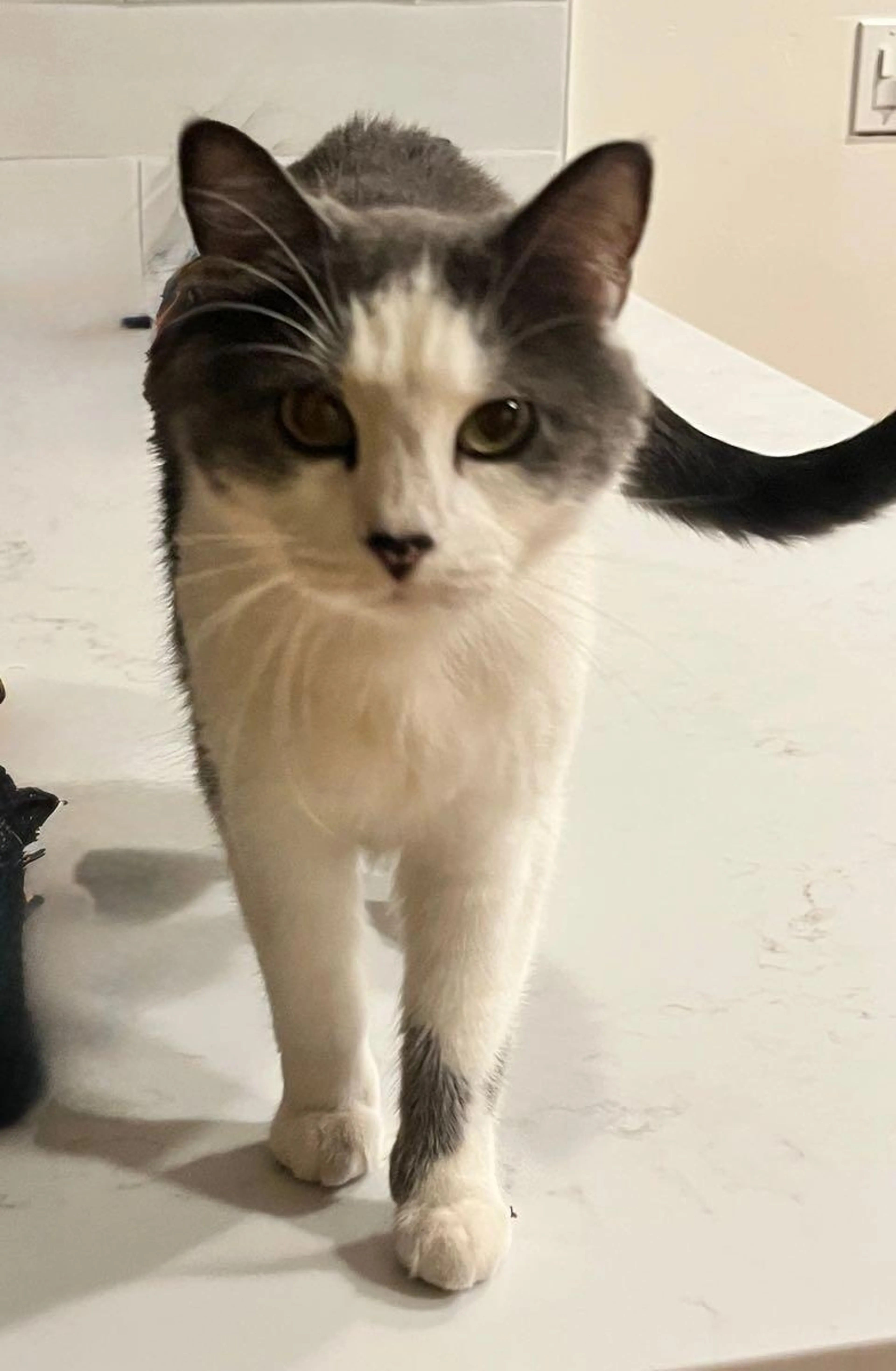 Found pet