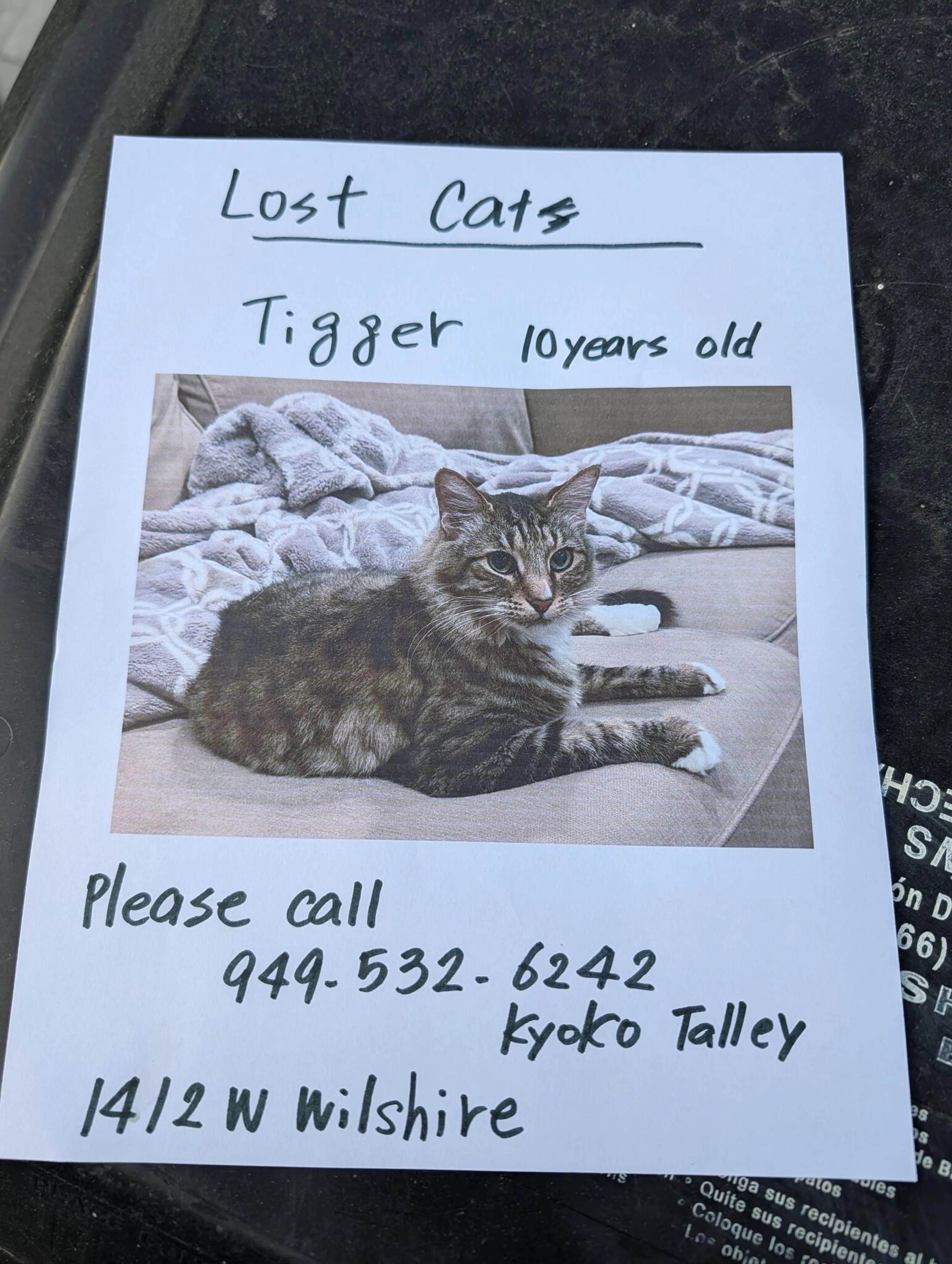 Lost pet