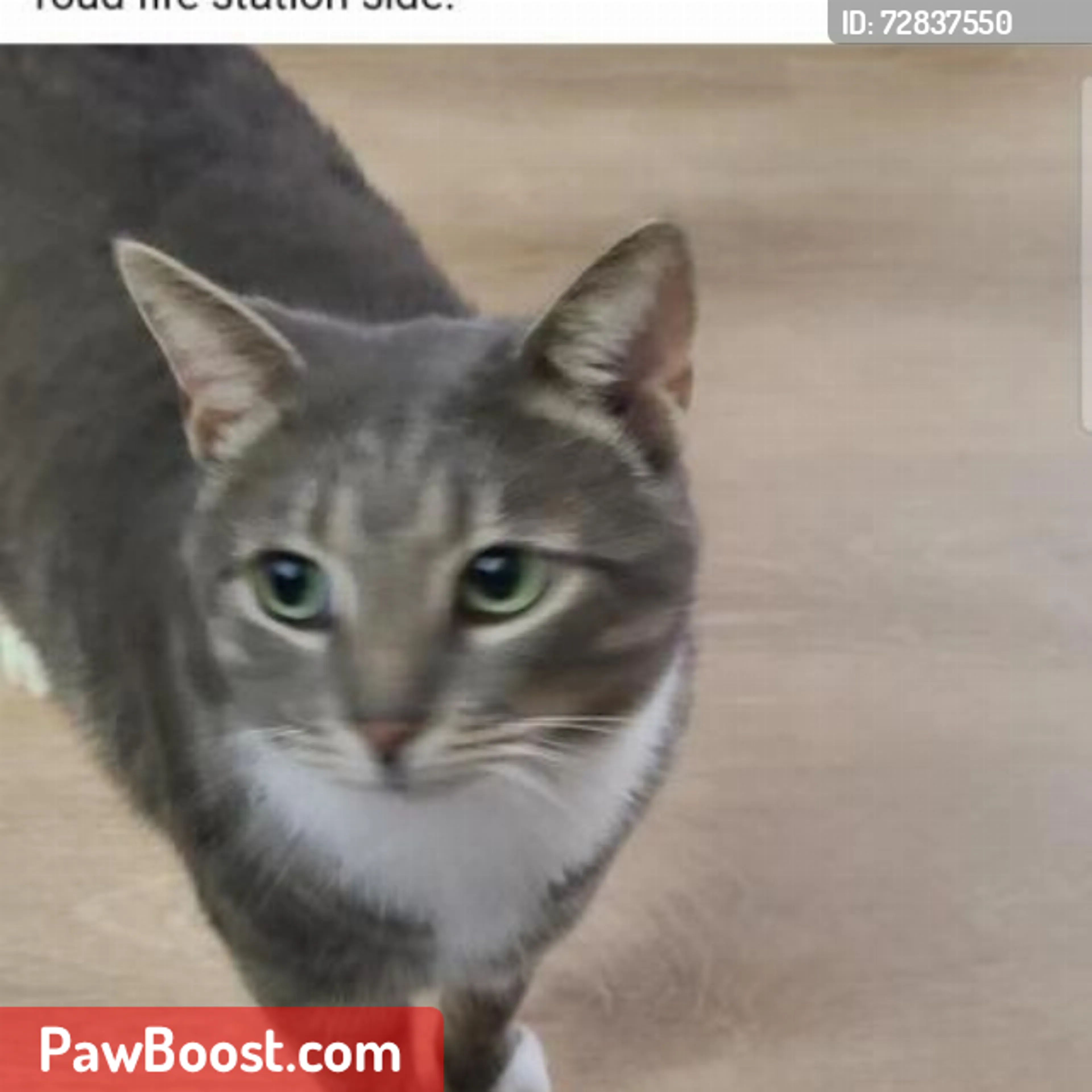 Lost pet