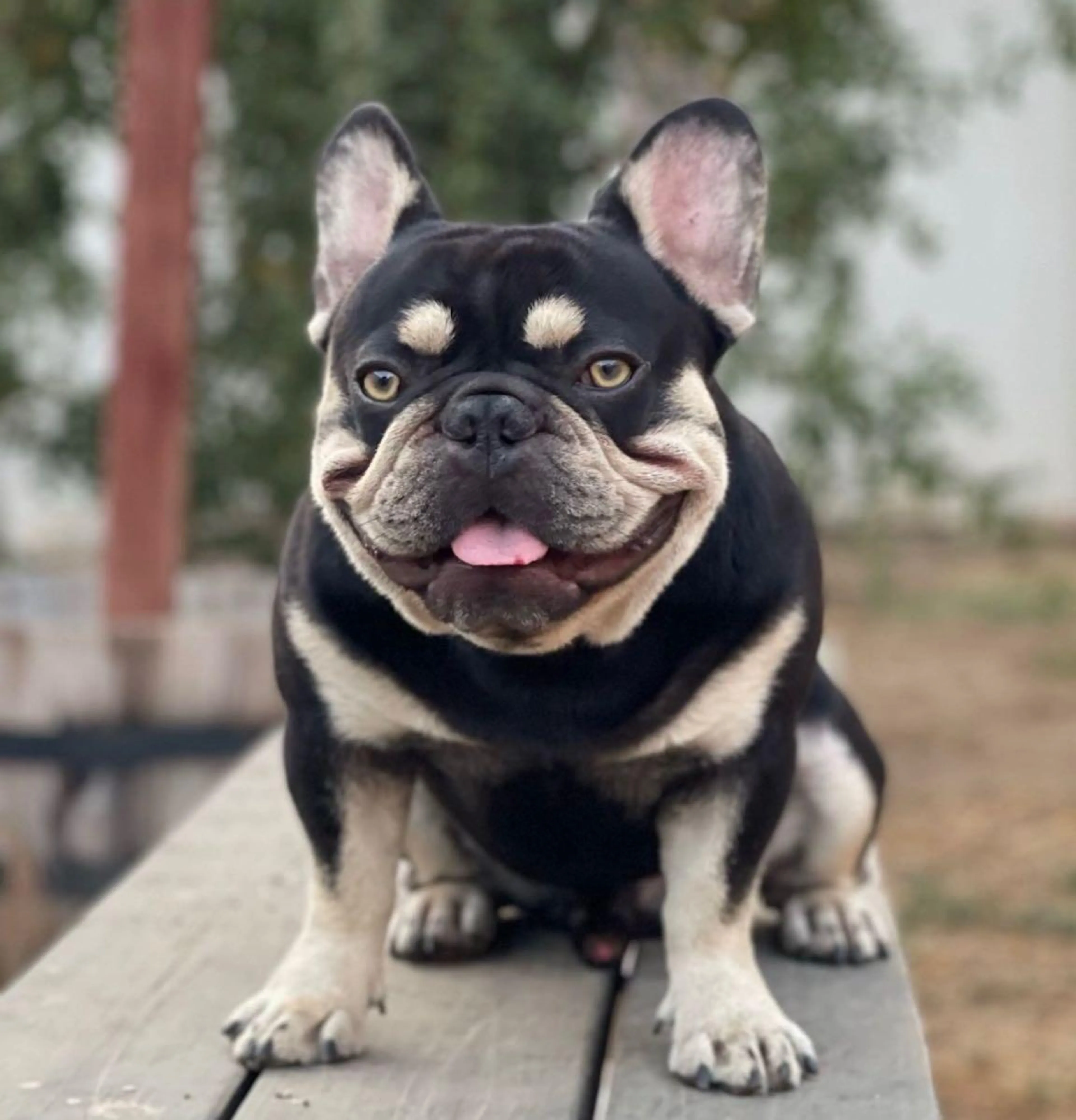 Lost pet