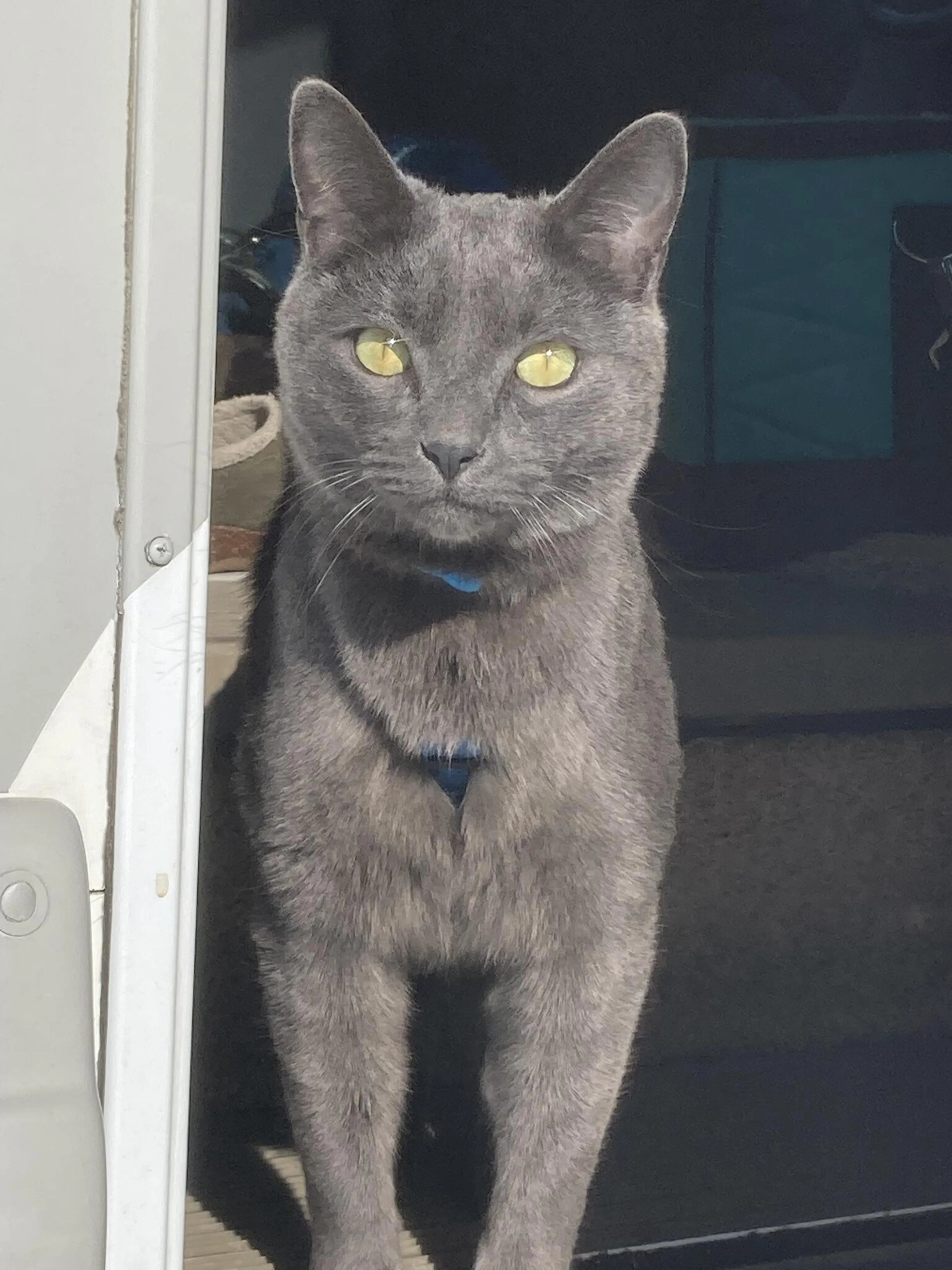 Lost pet