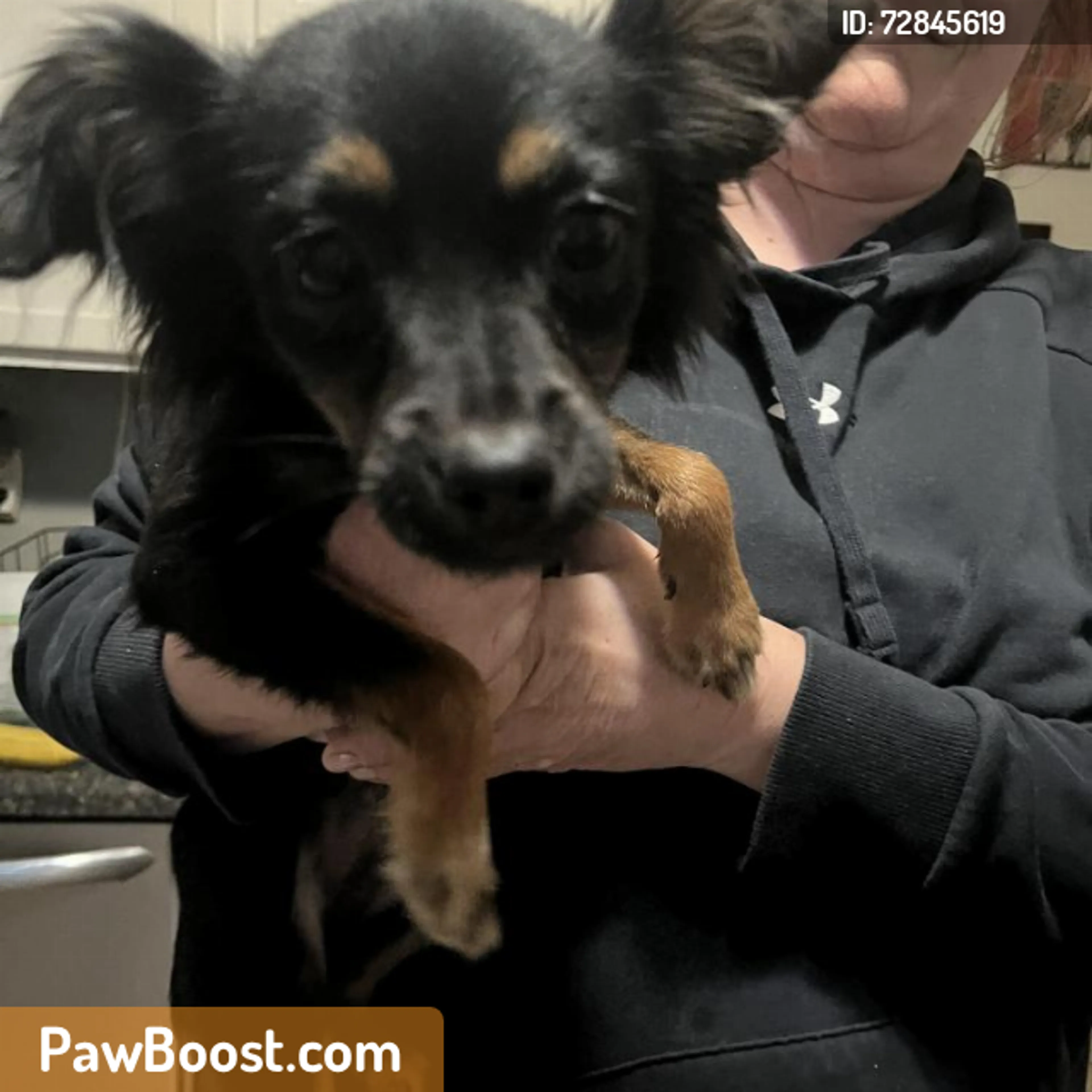 Found pet