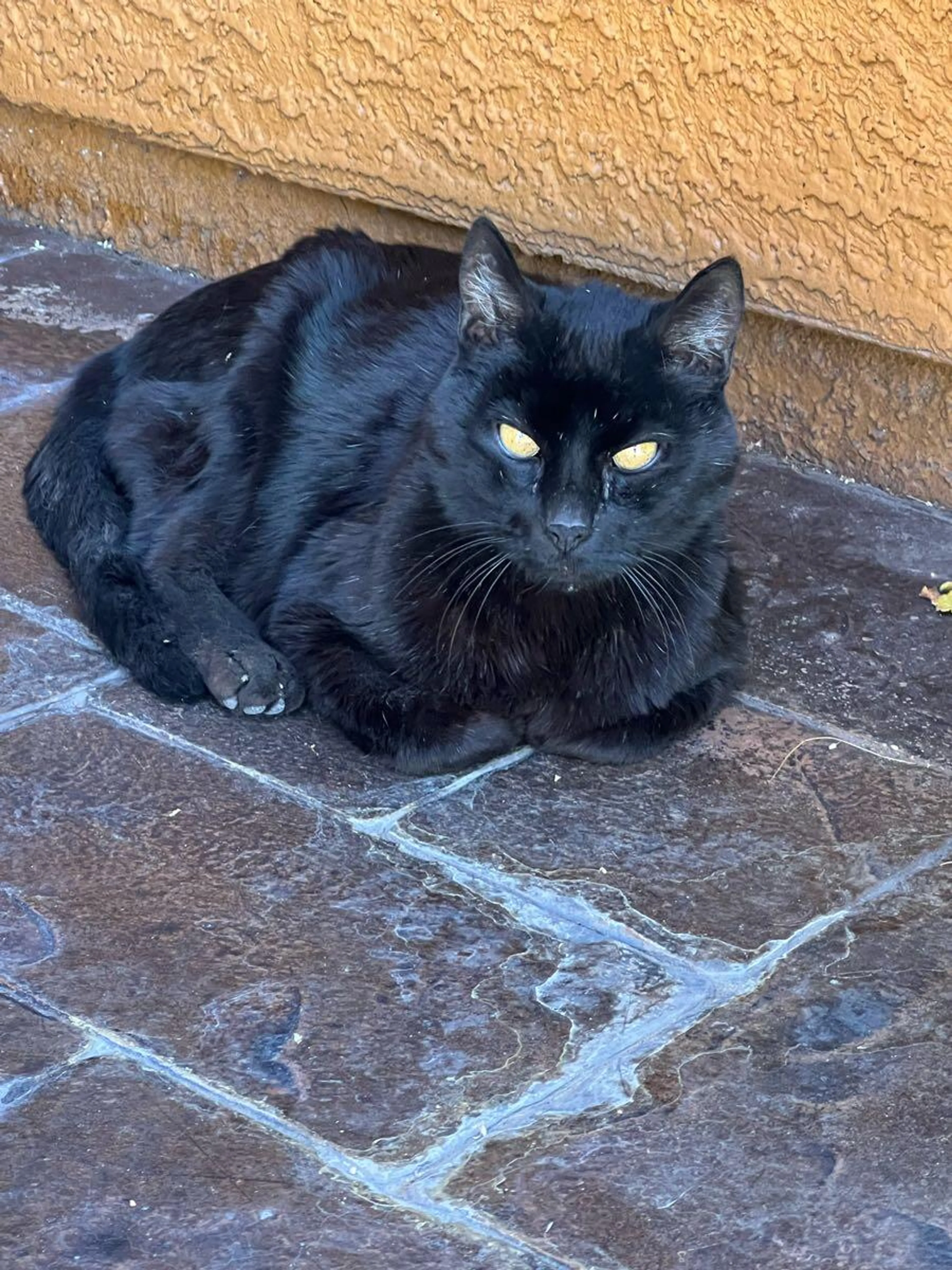 Found pet