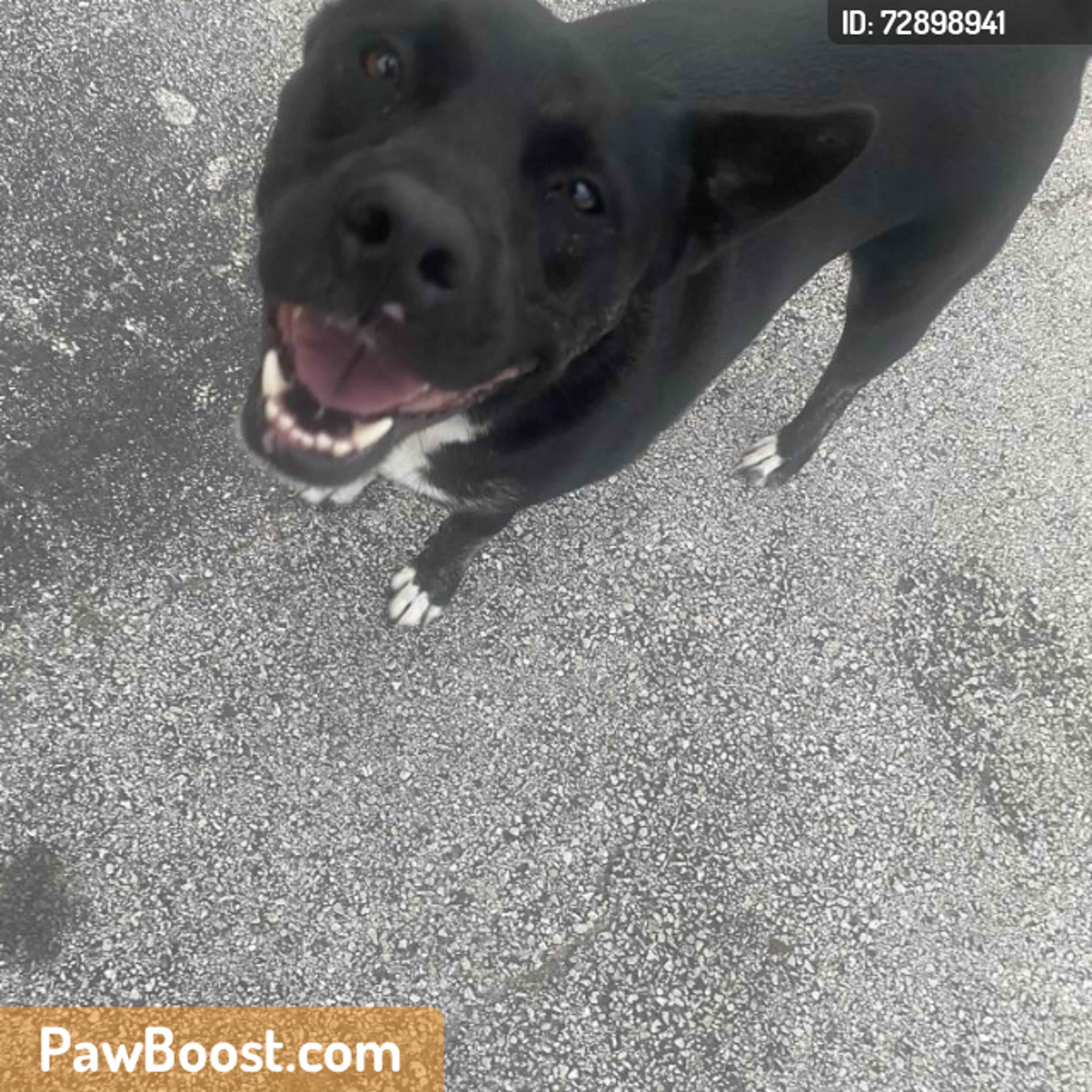 Found pet