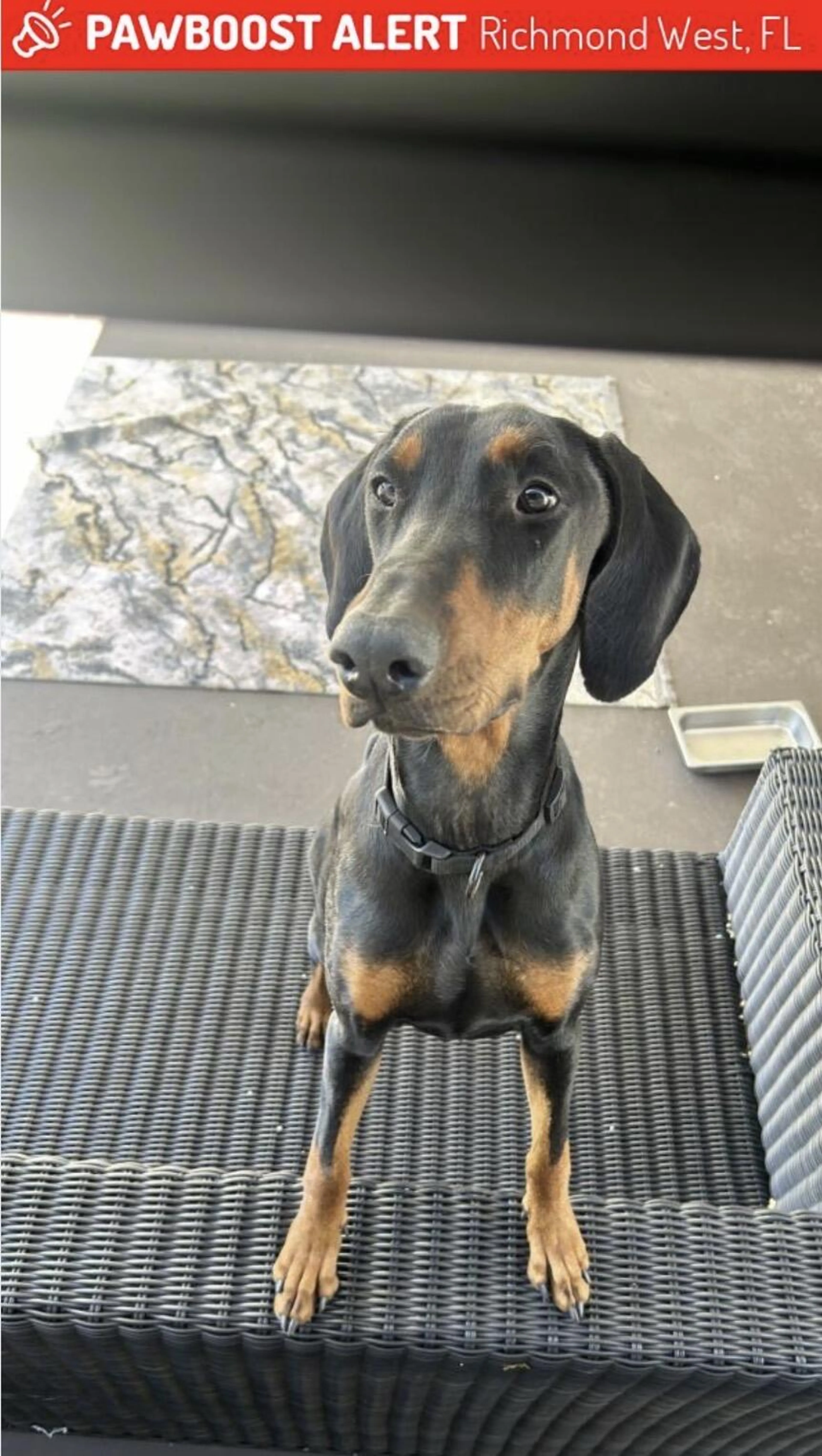 Lost pet