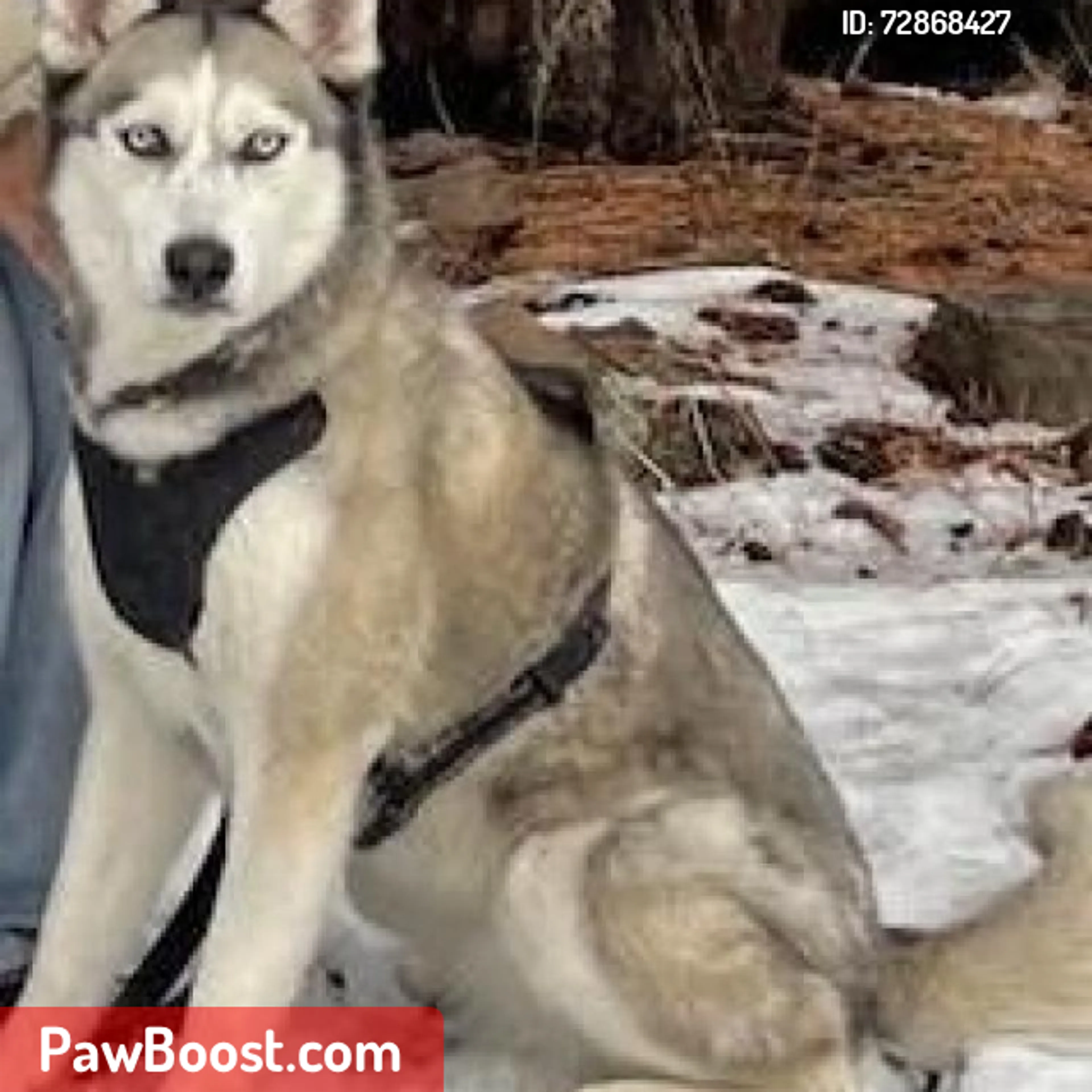 Lost pet