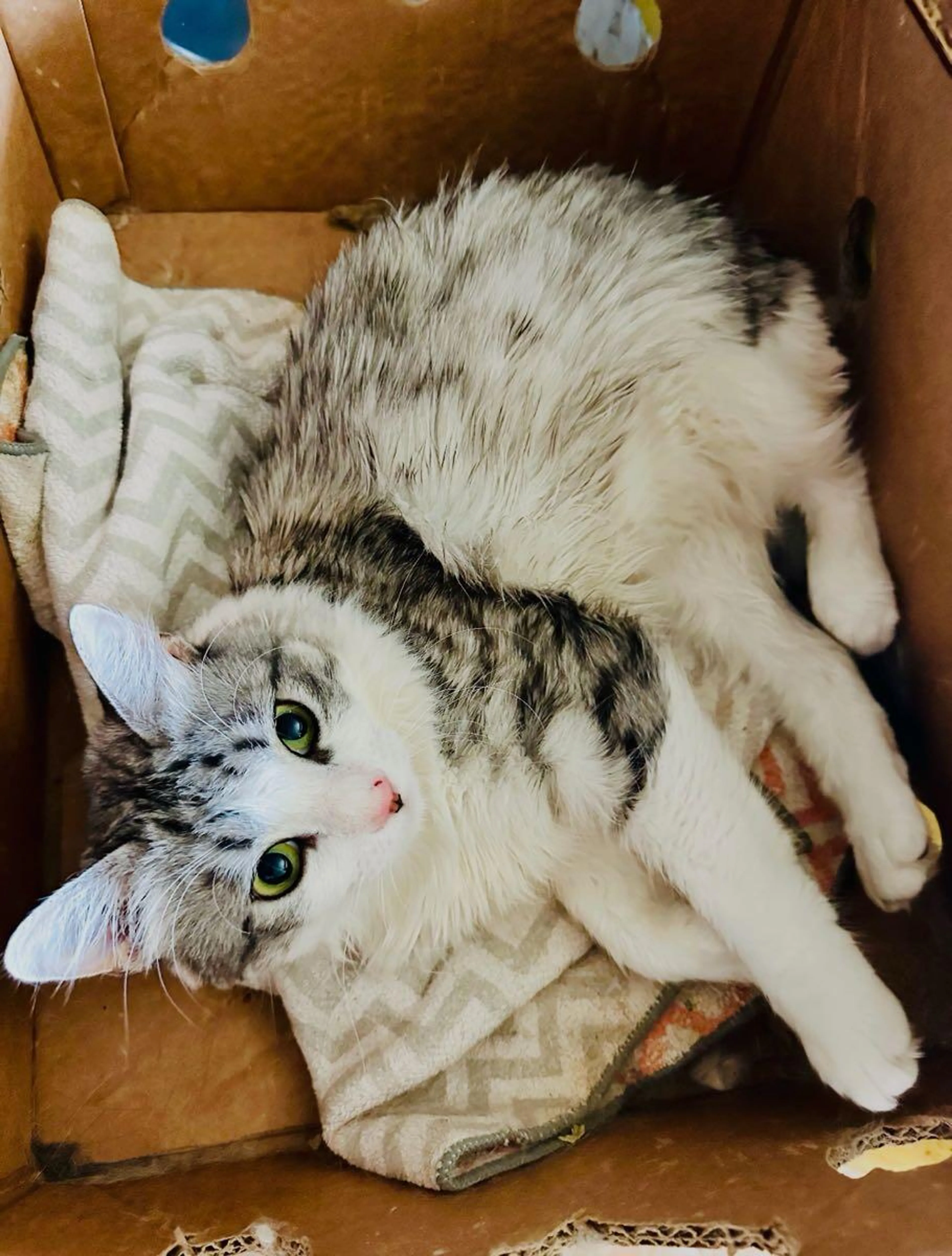 Lost pet