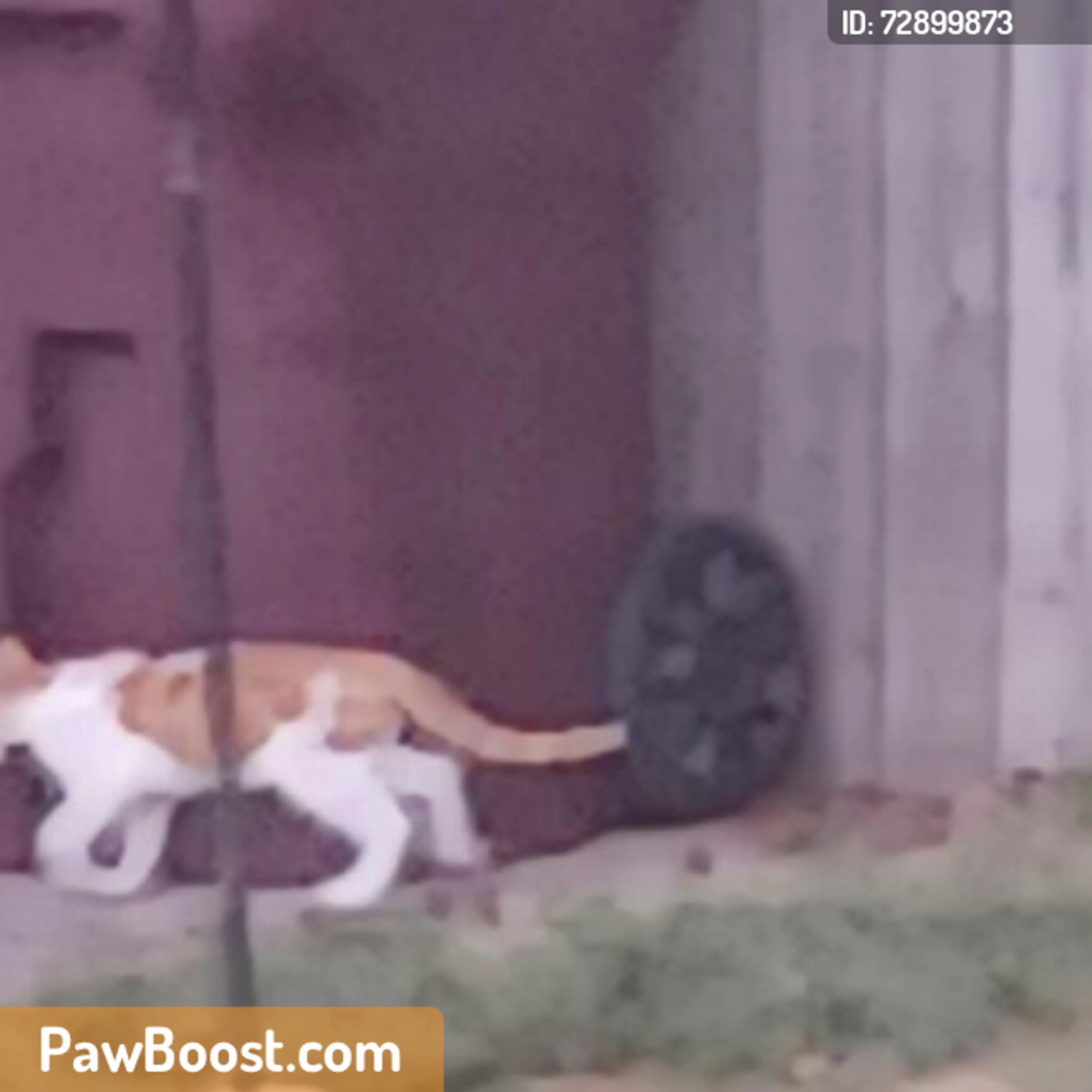 Found pet