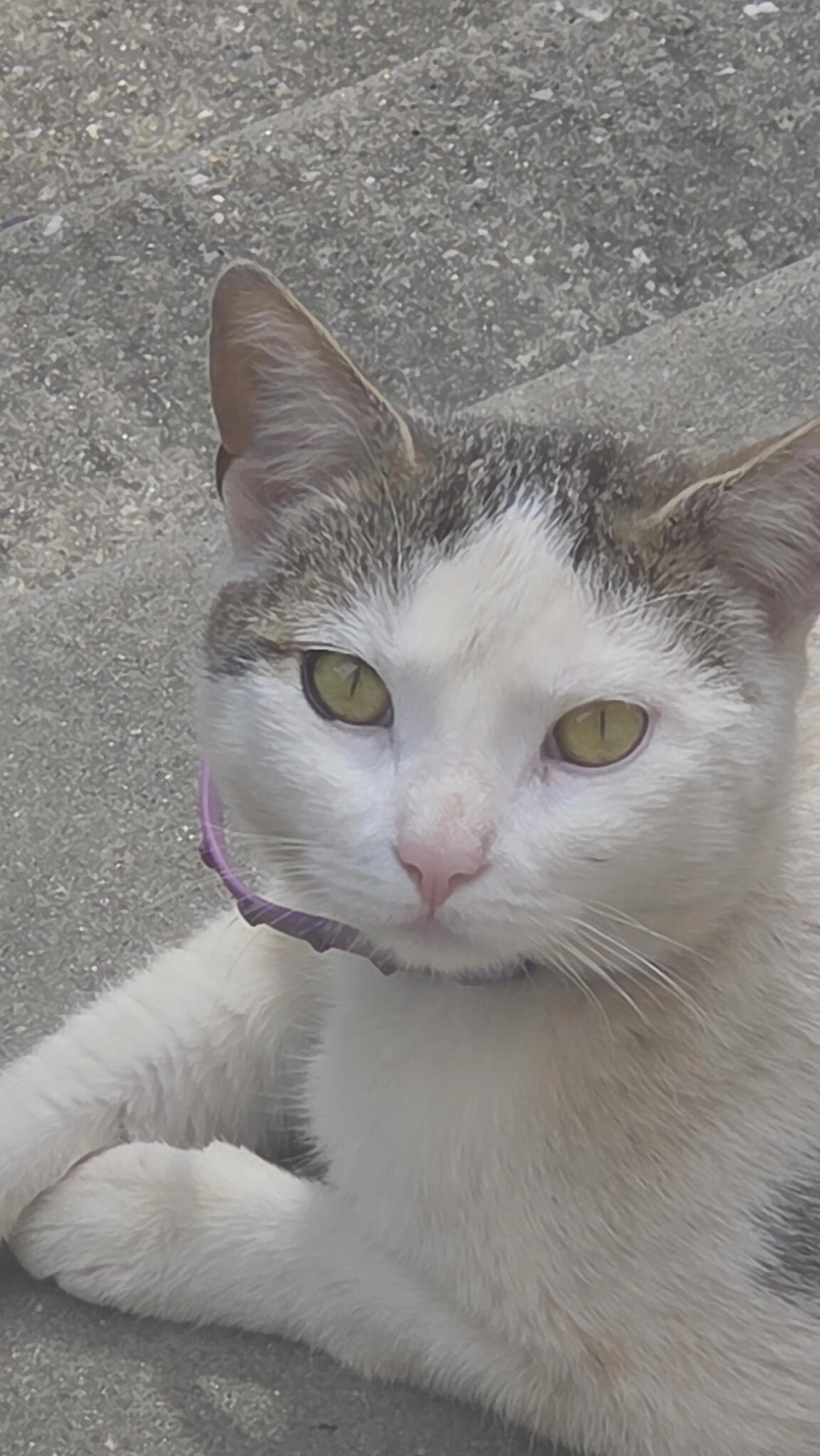 Found pet