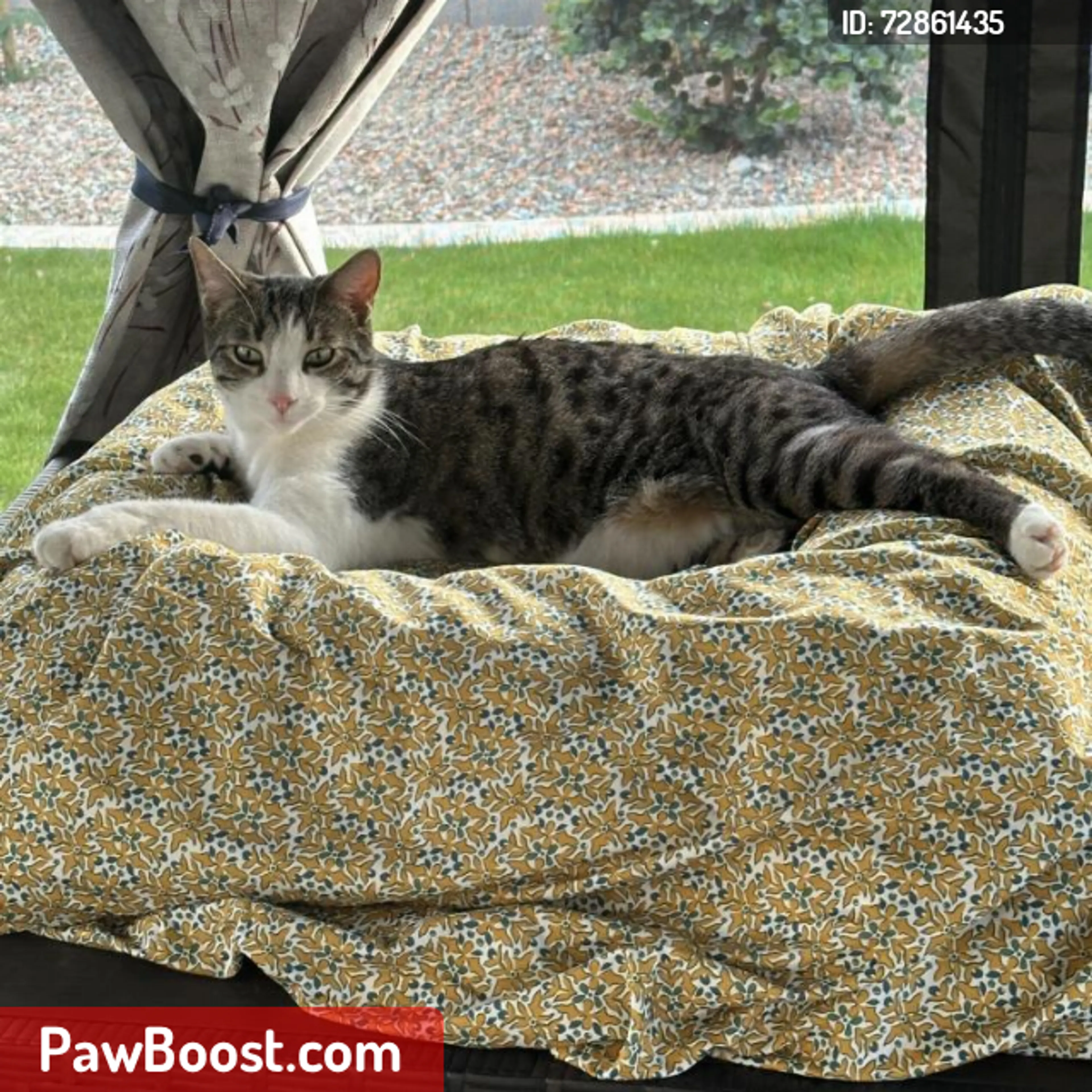 Lost pet