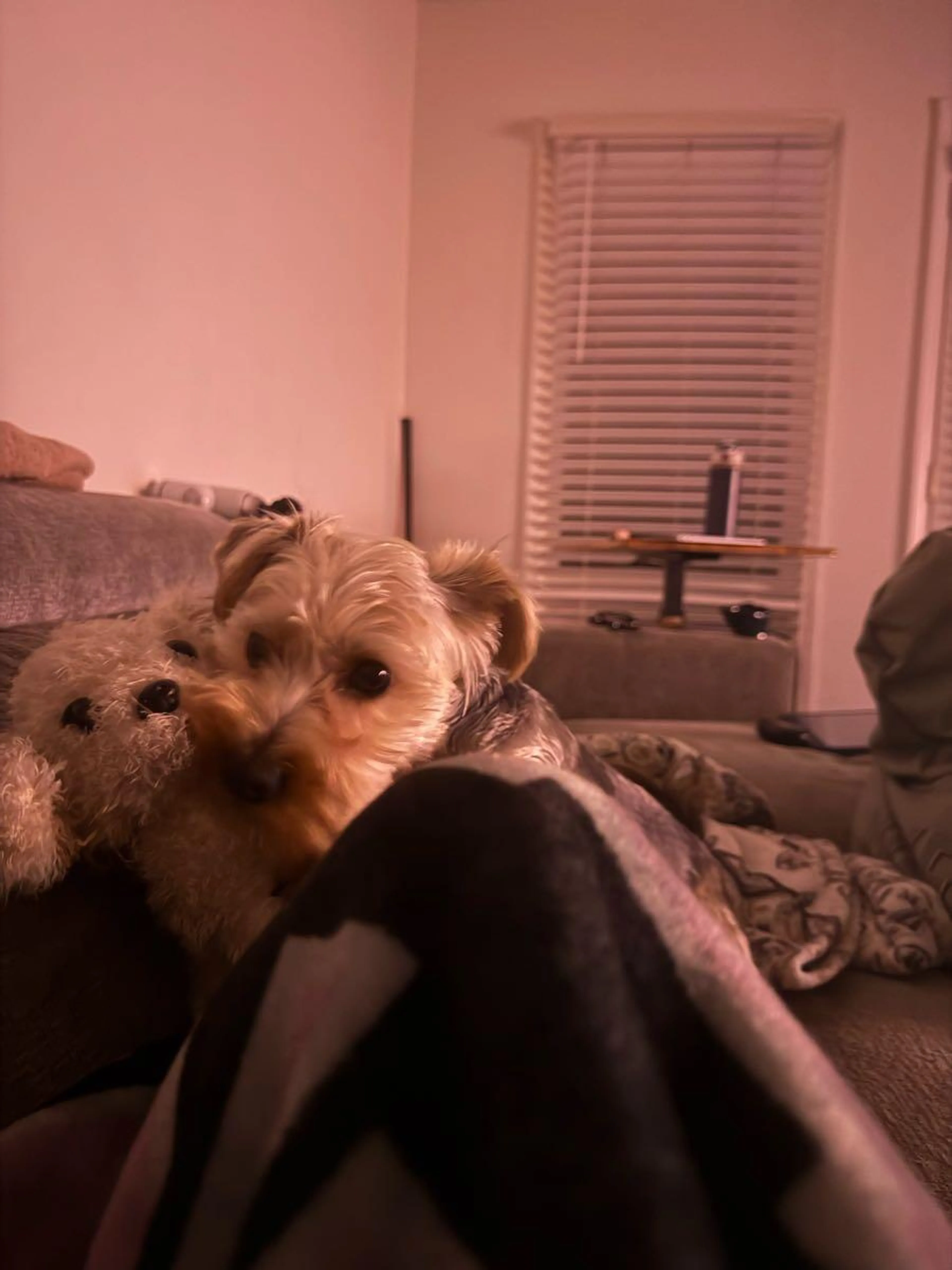 Lost pet