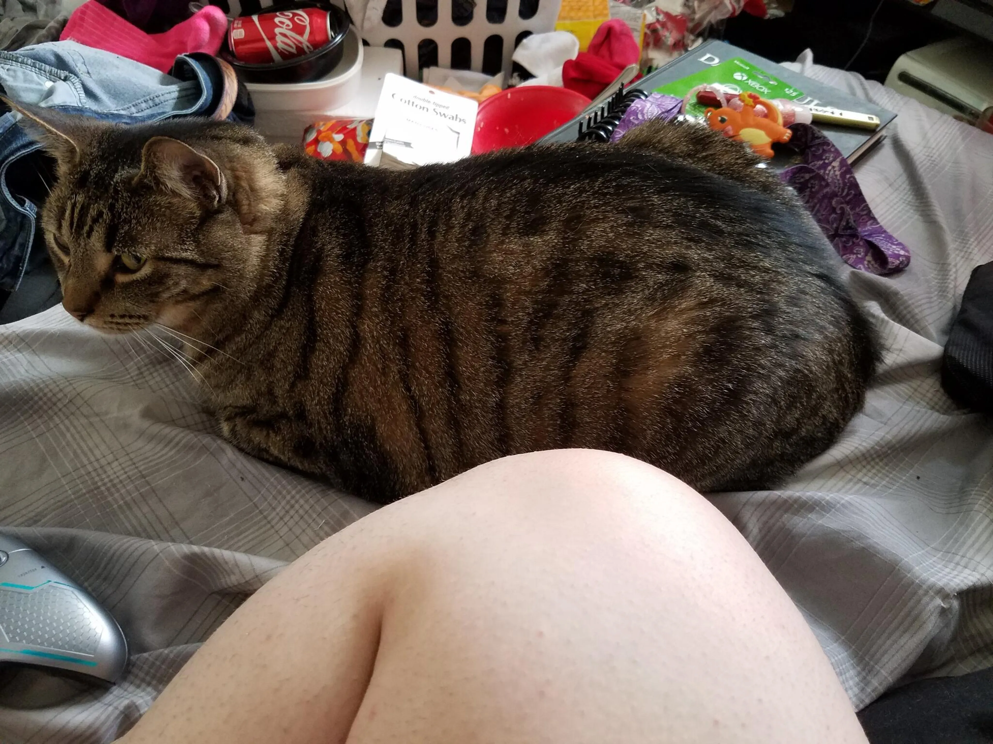 Lost pet