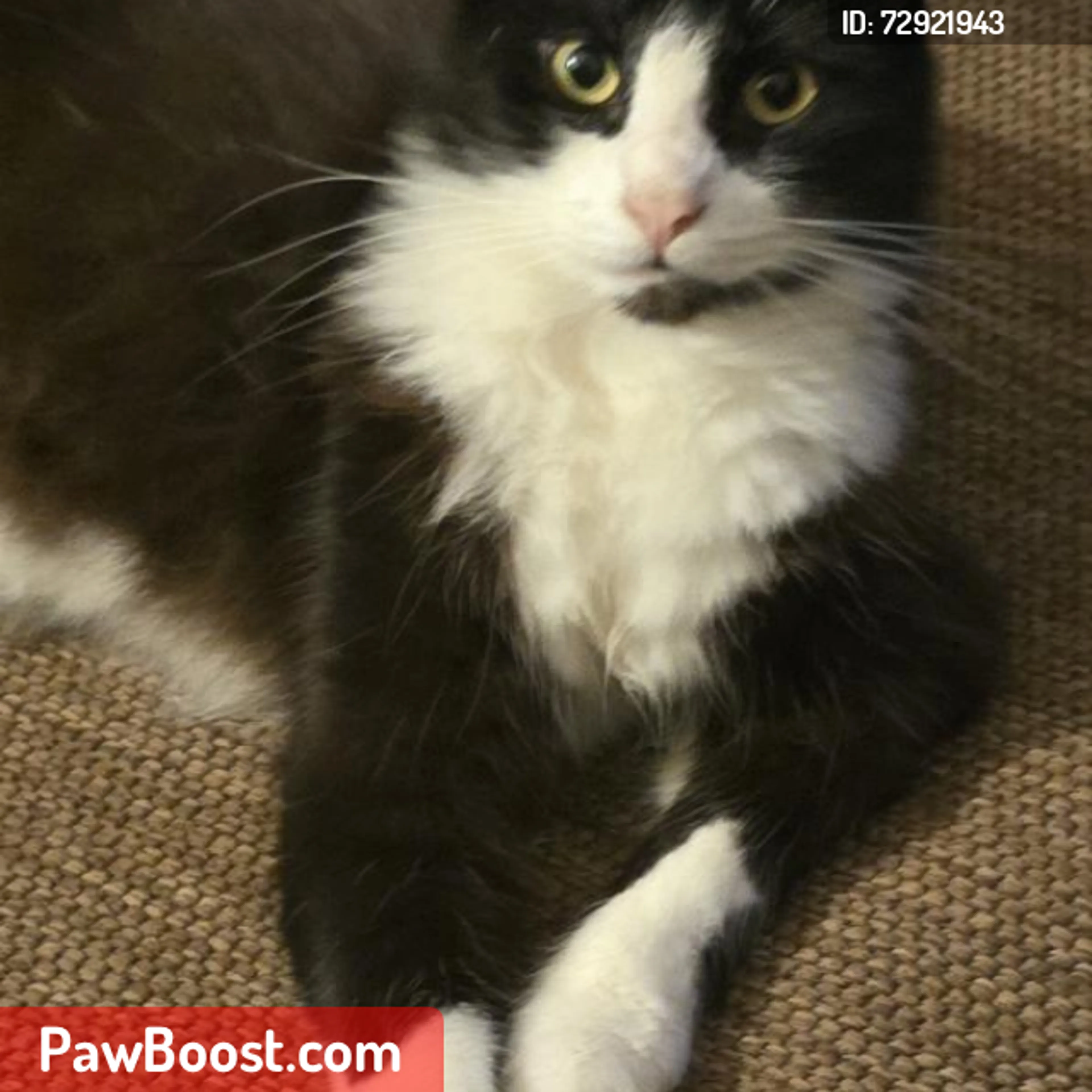 Lost pet