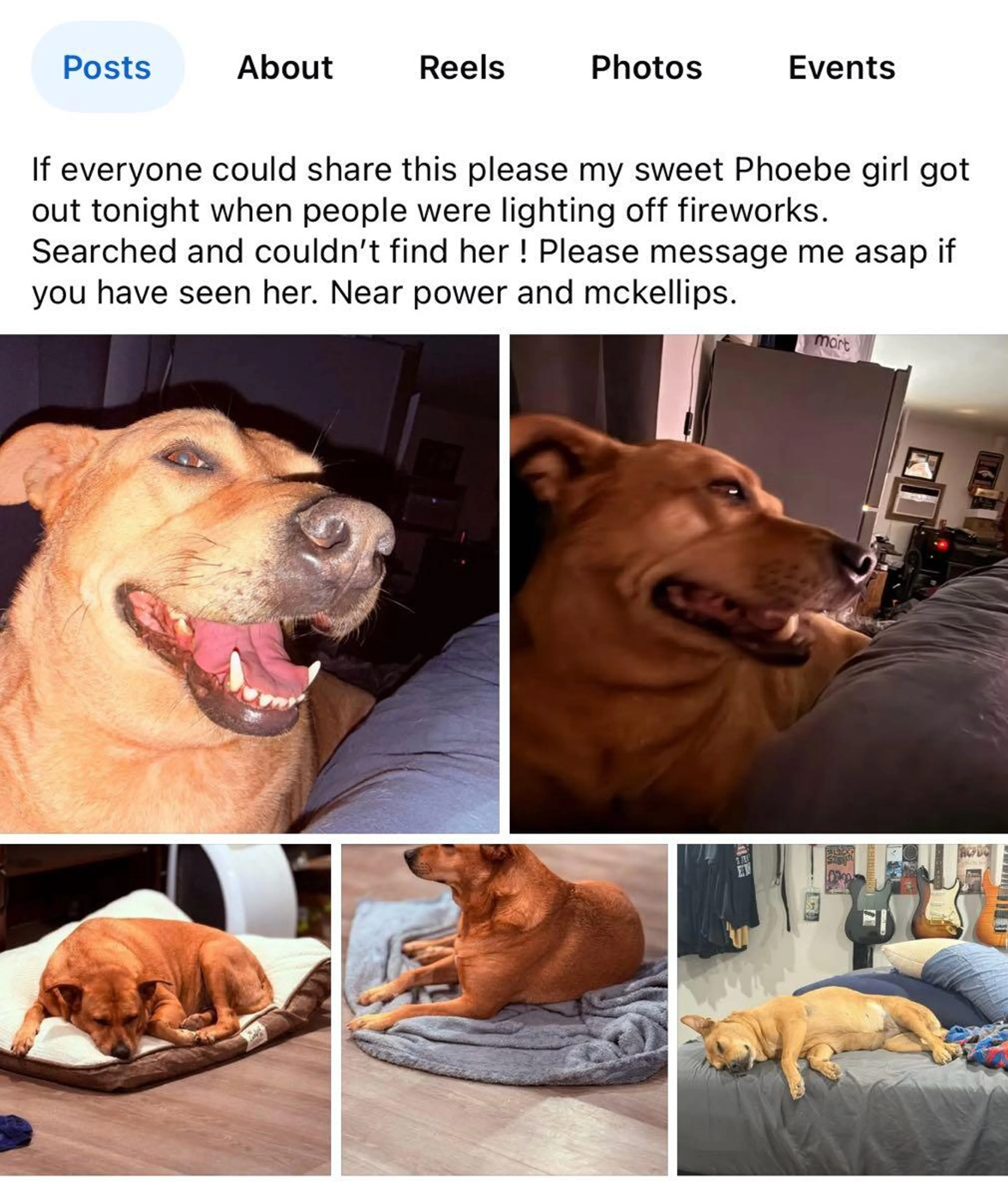 Lost pet