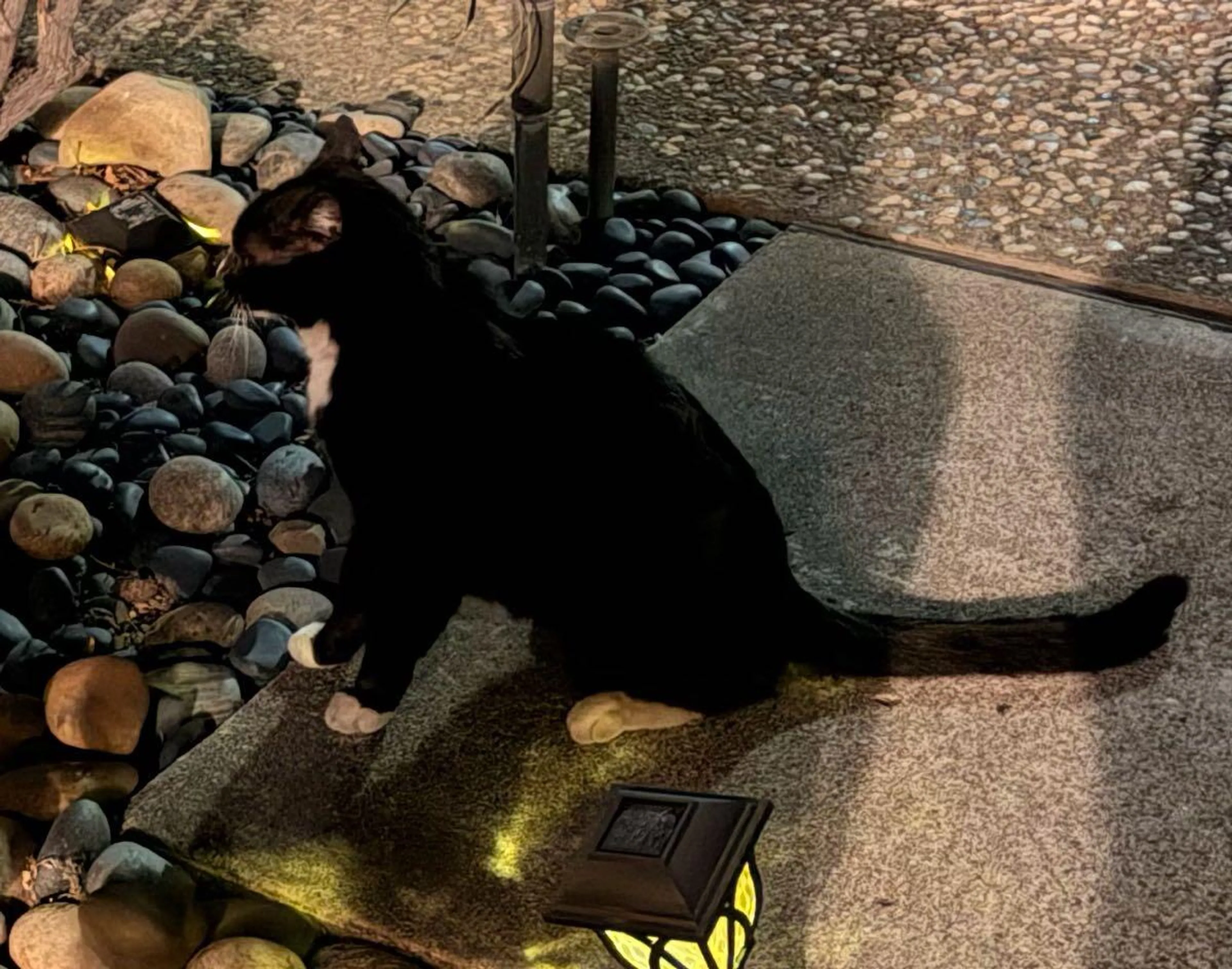 Lost pet
