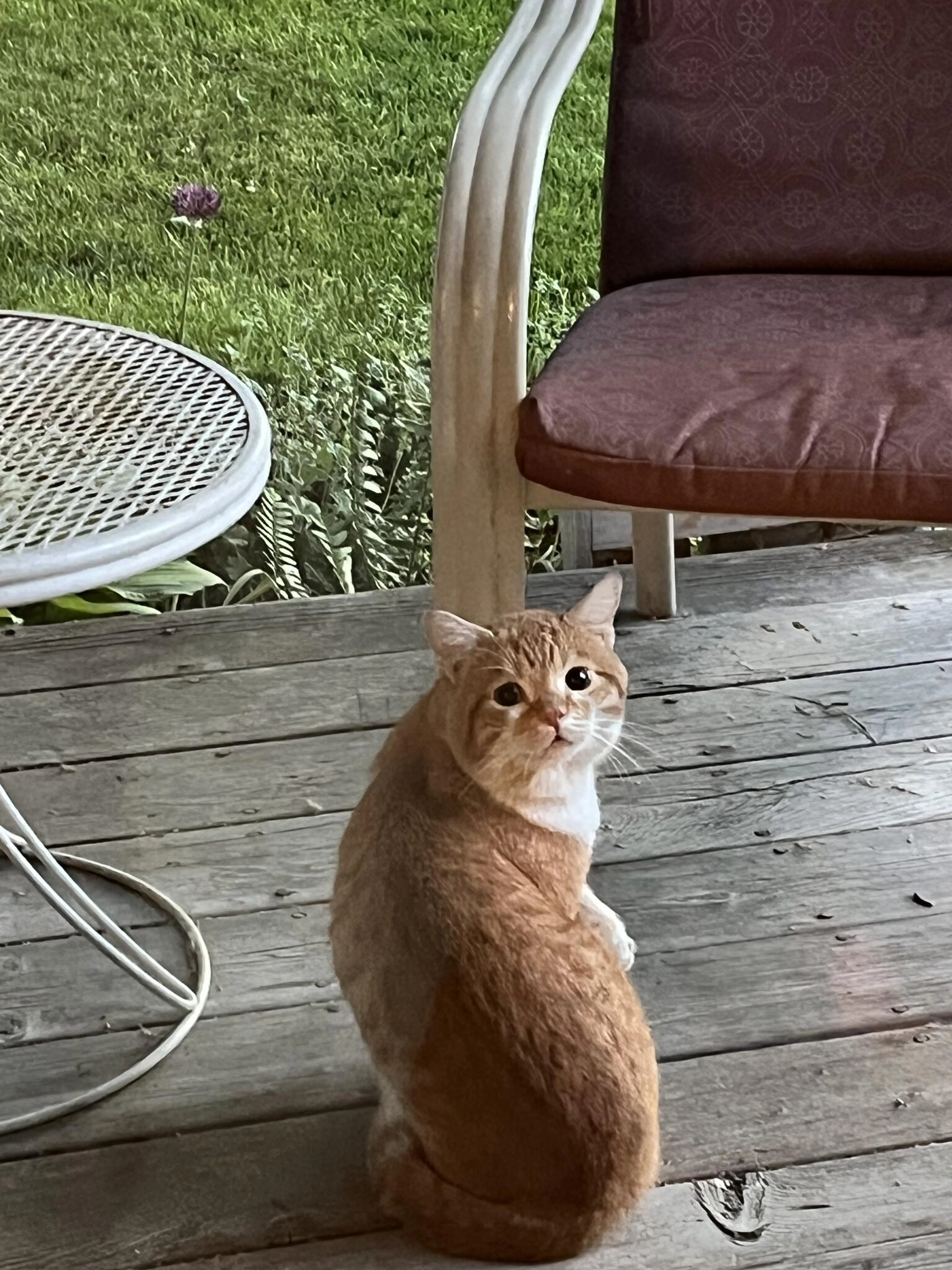 Found pet