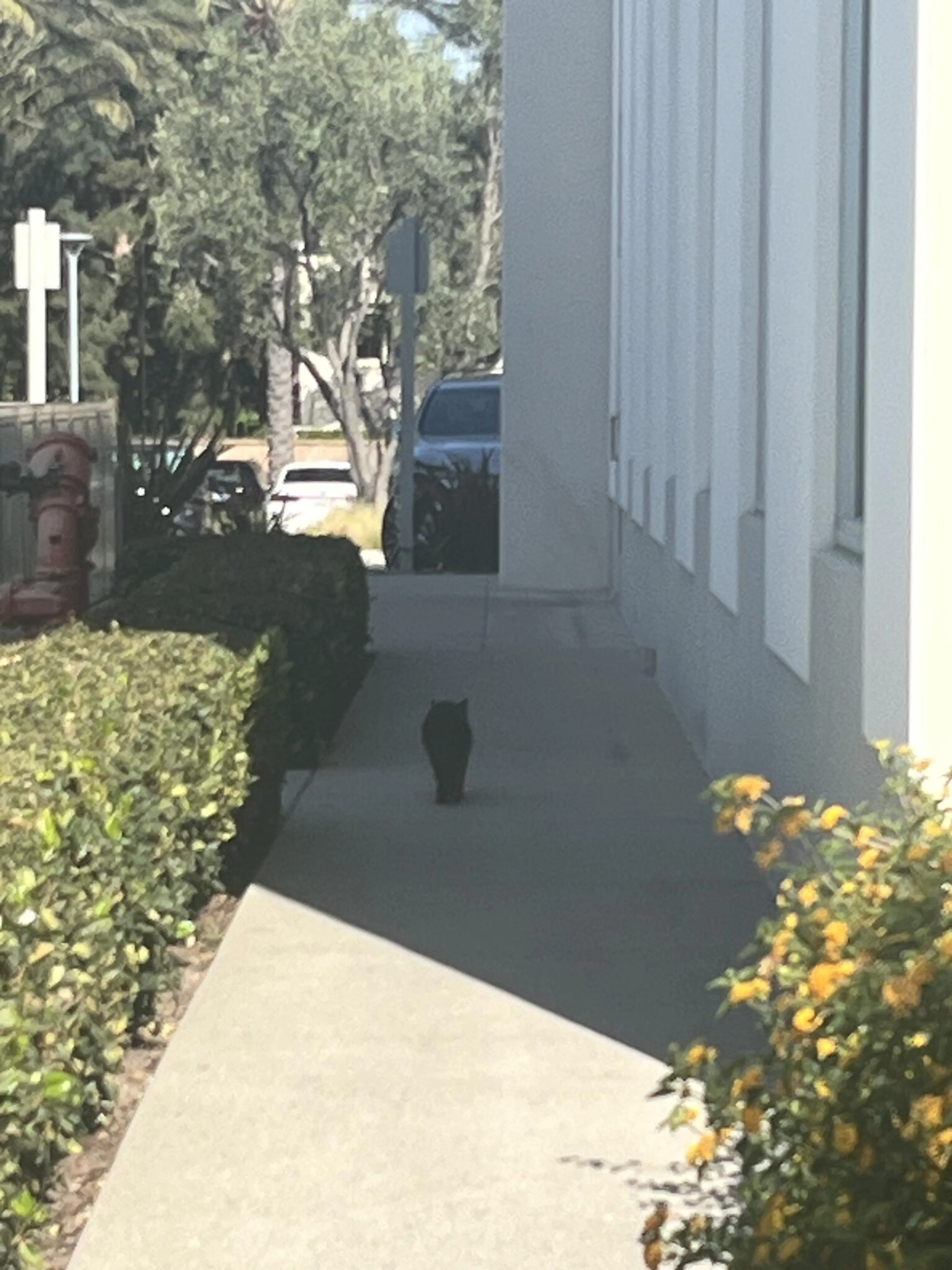 Found pet