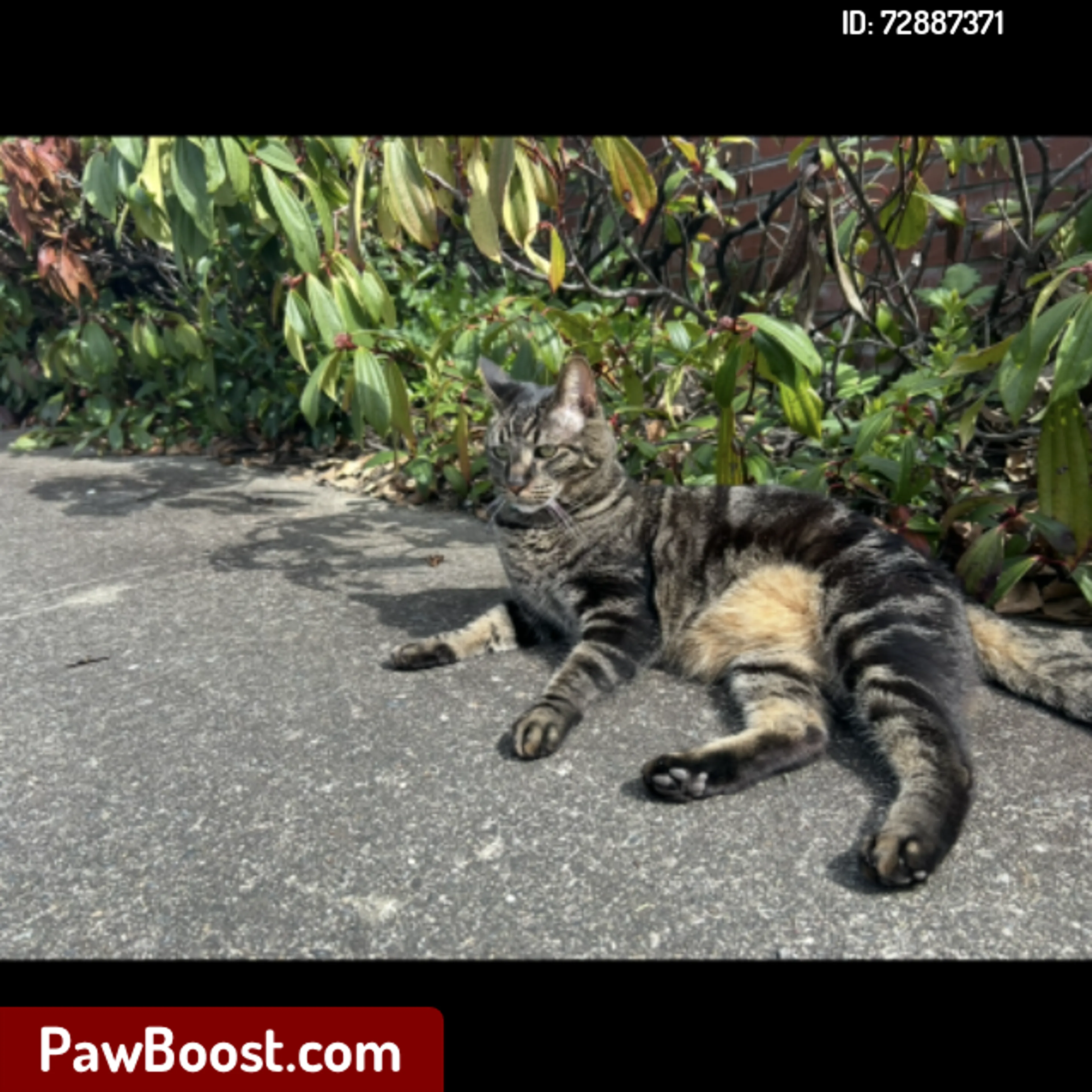 Lost pet