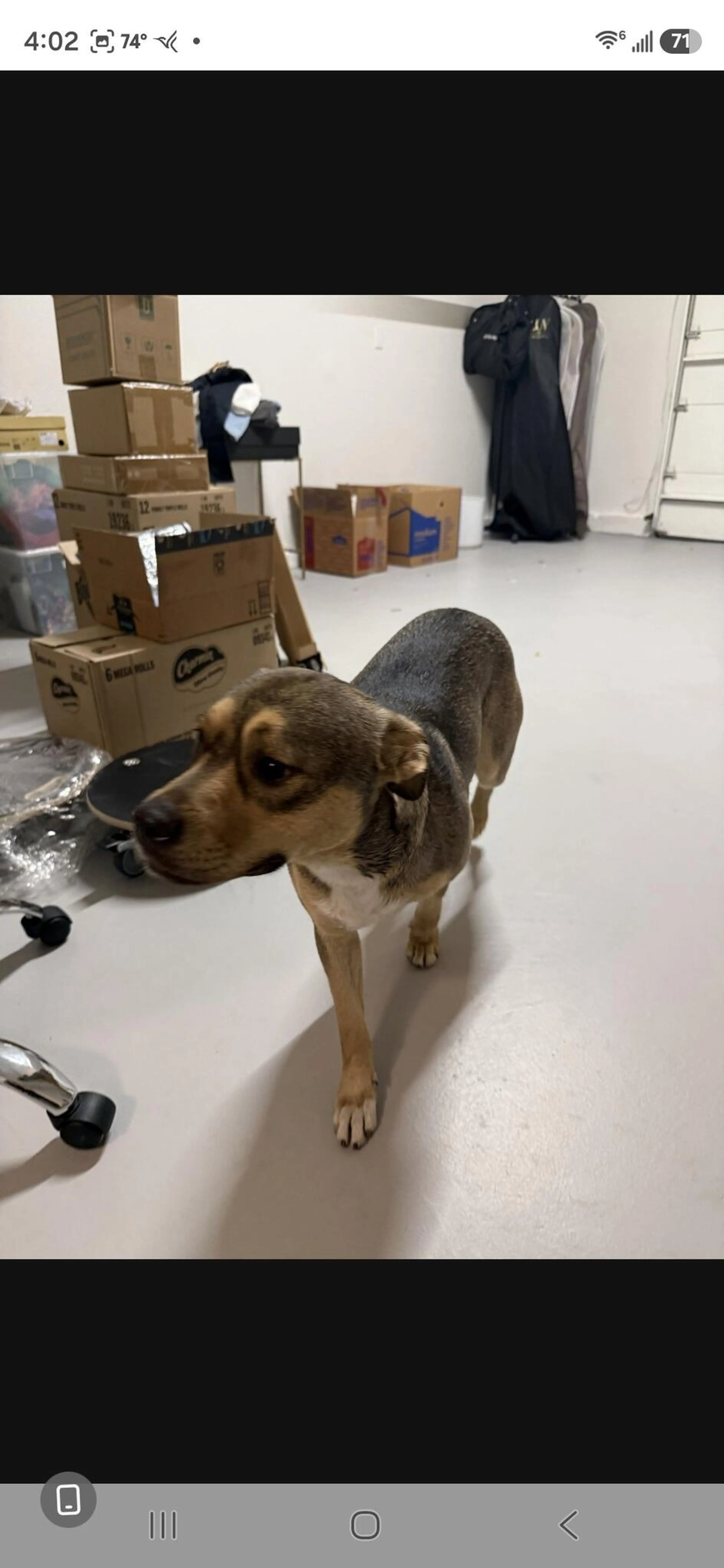 Found pet