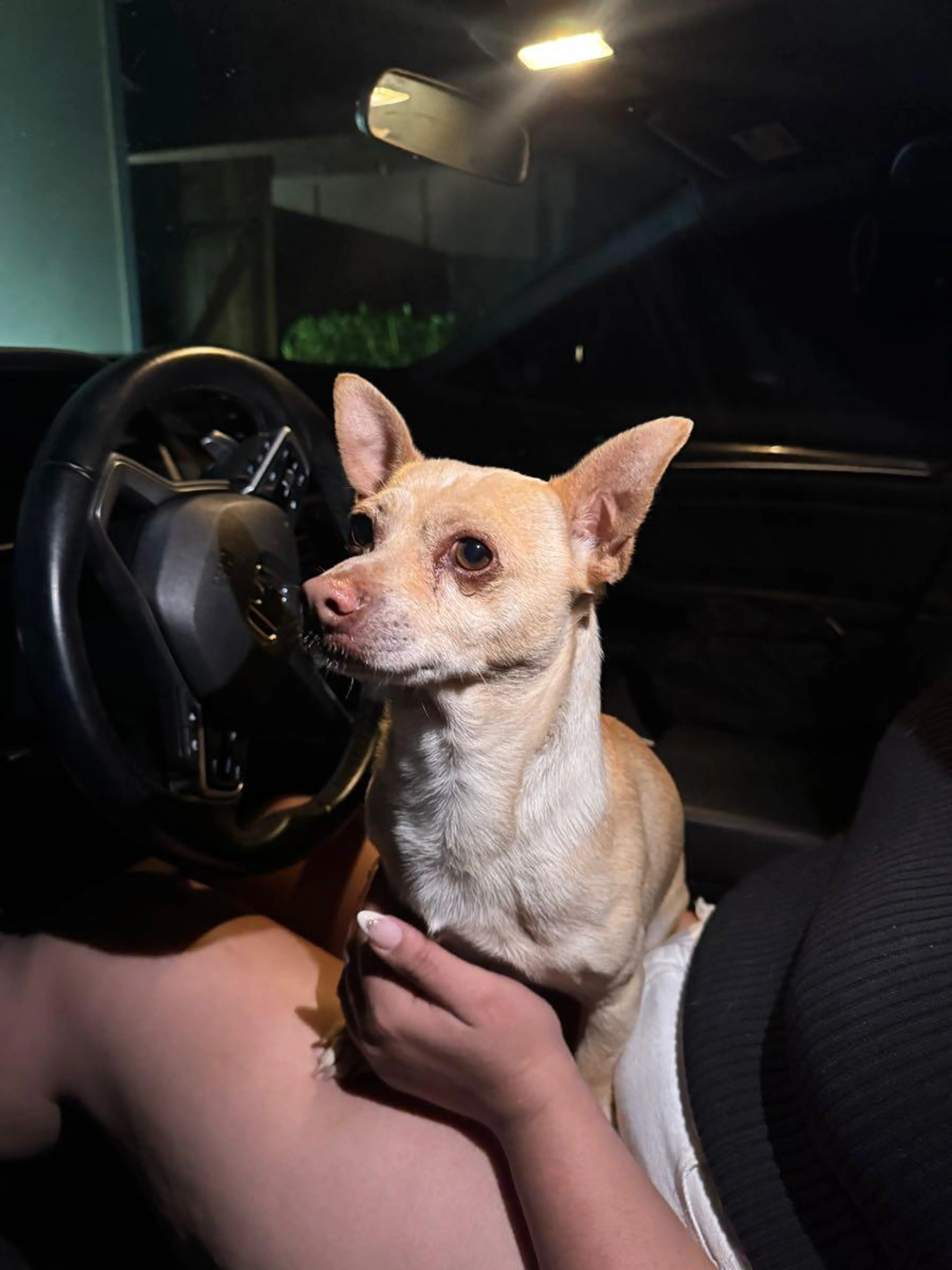 Found pet