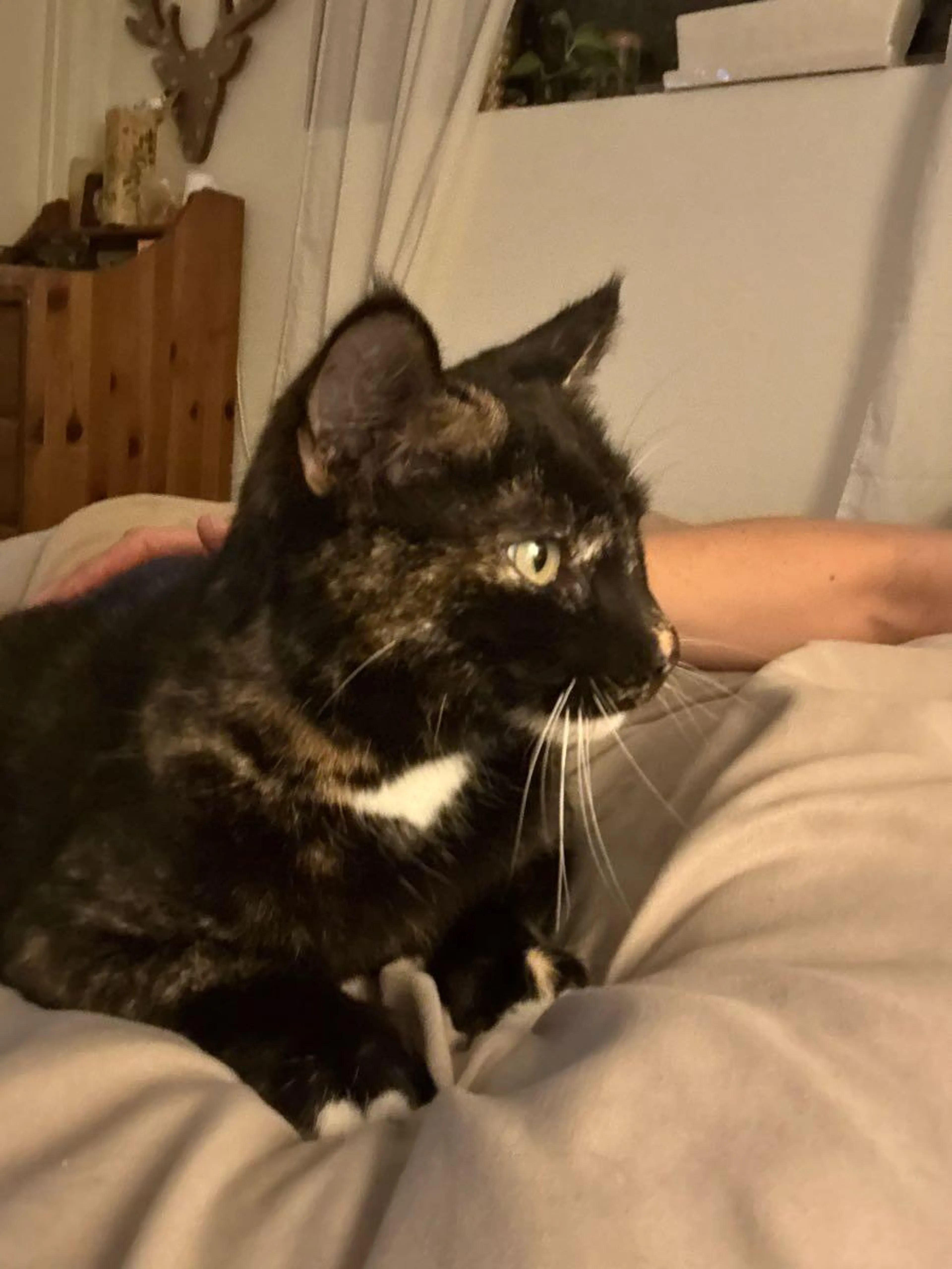 Lost pet