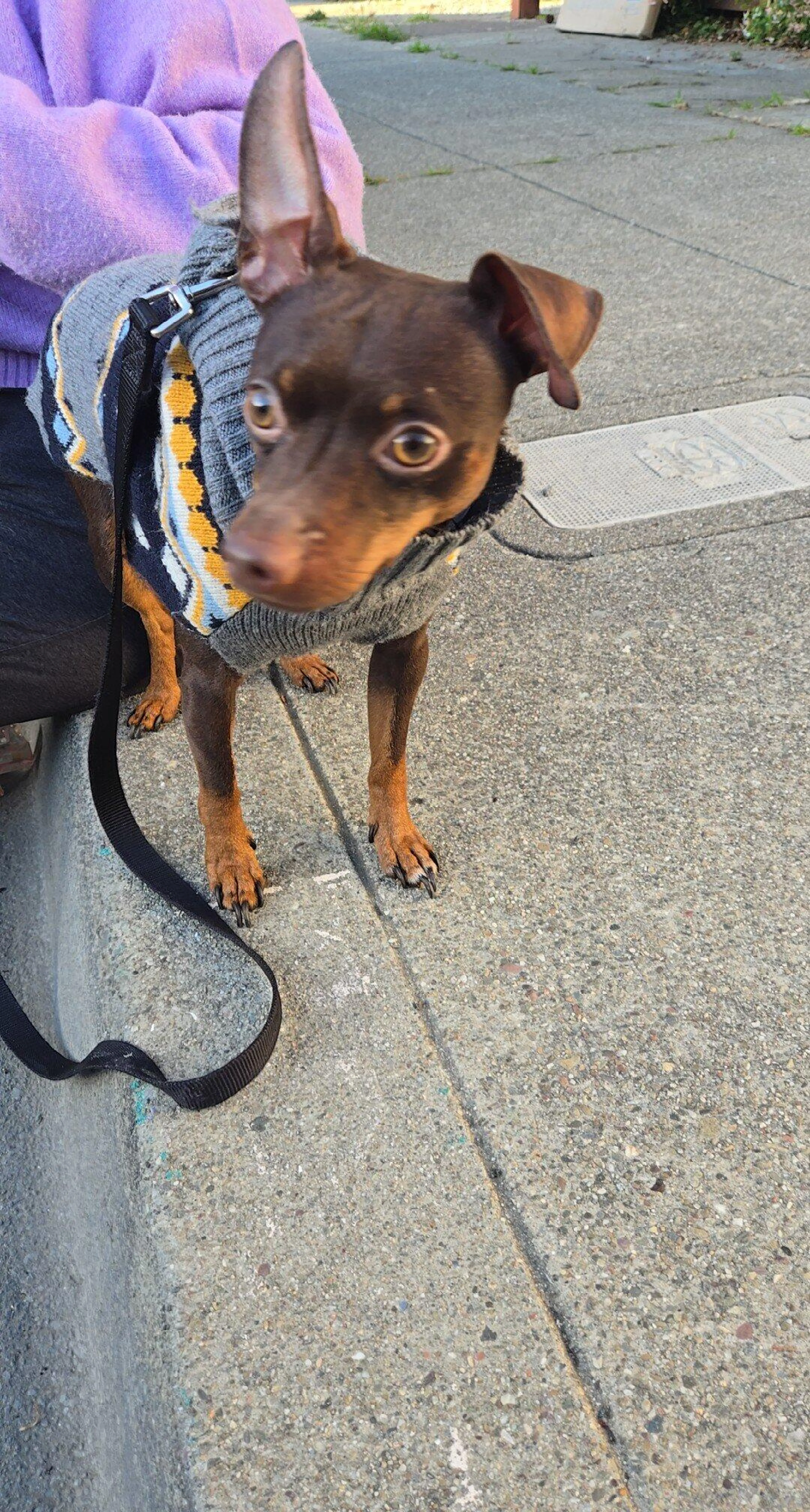 Found pet
