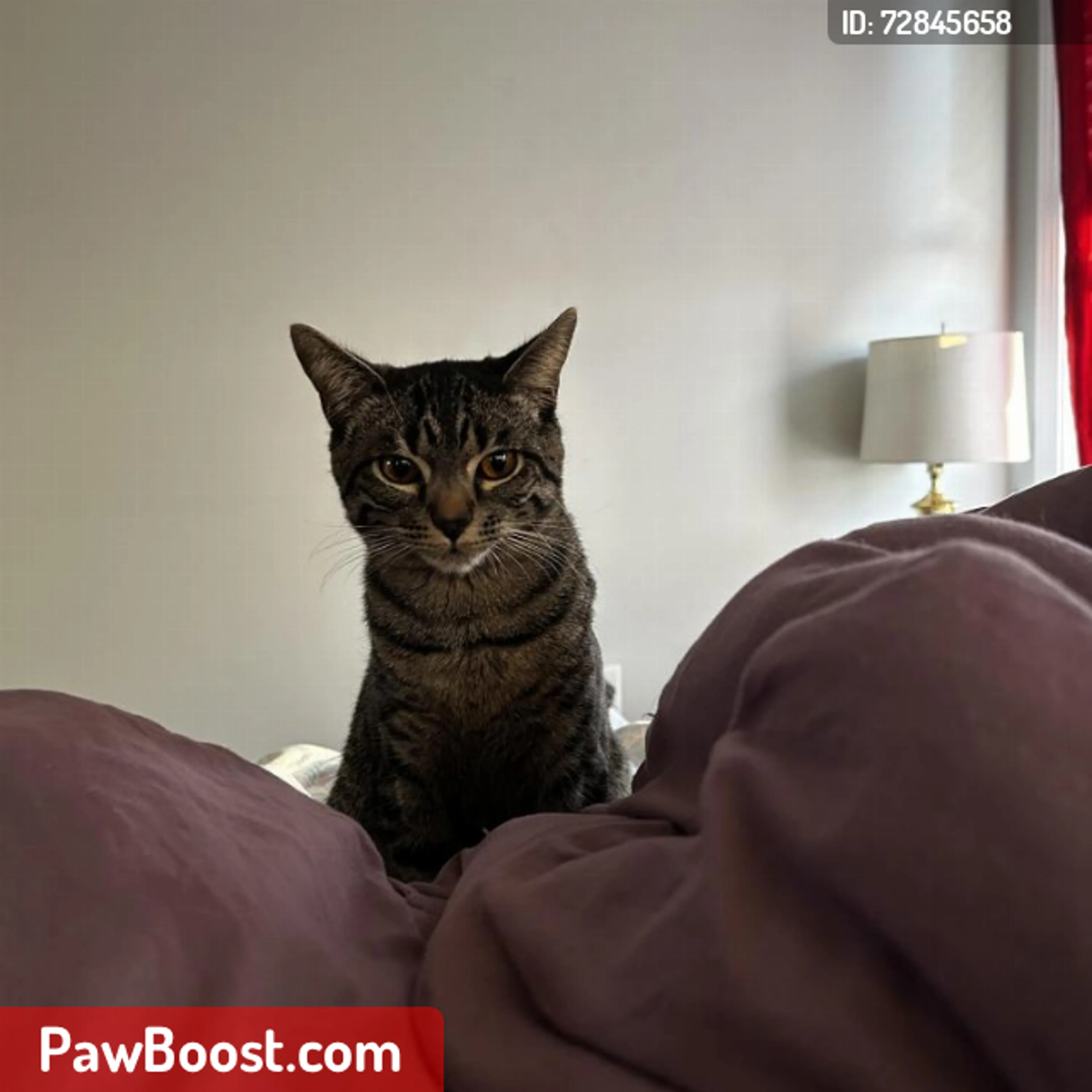 Lost pet