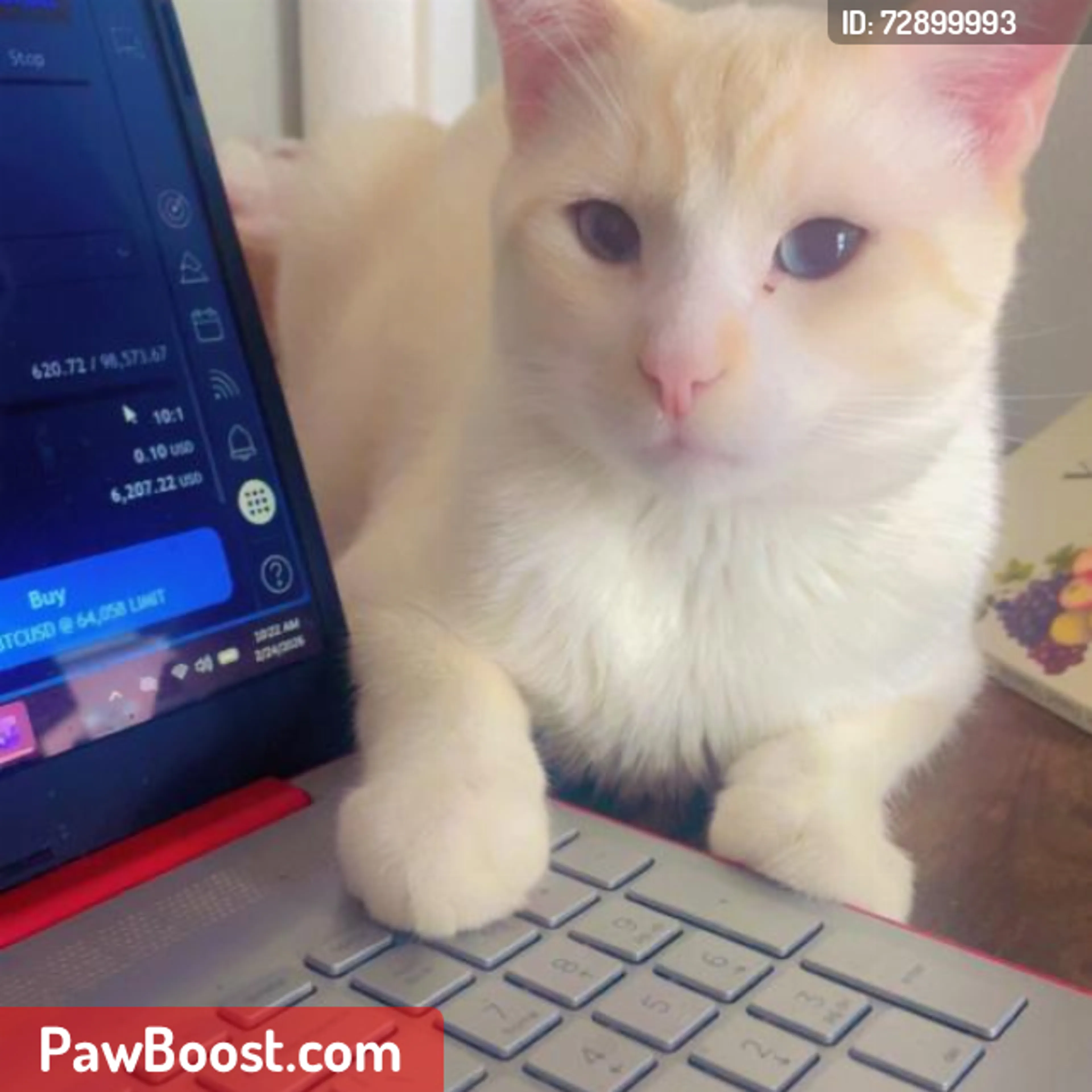Lost pet