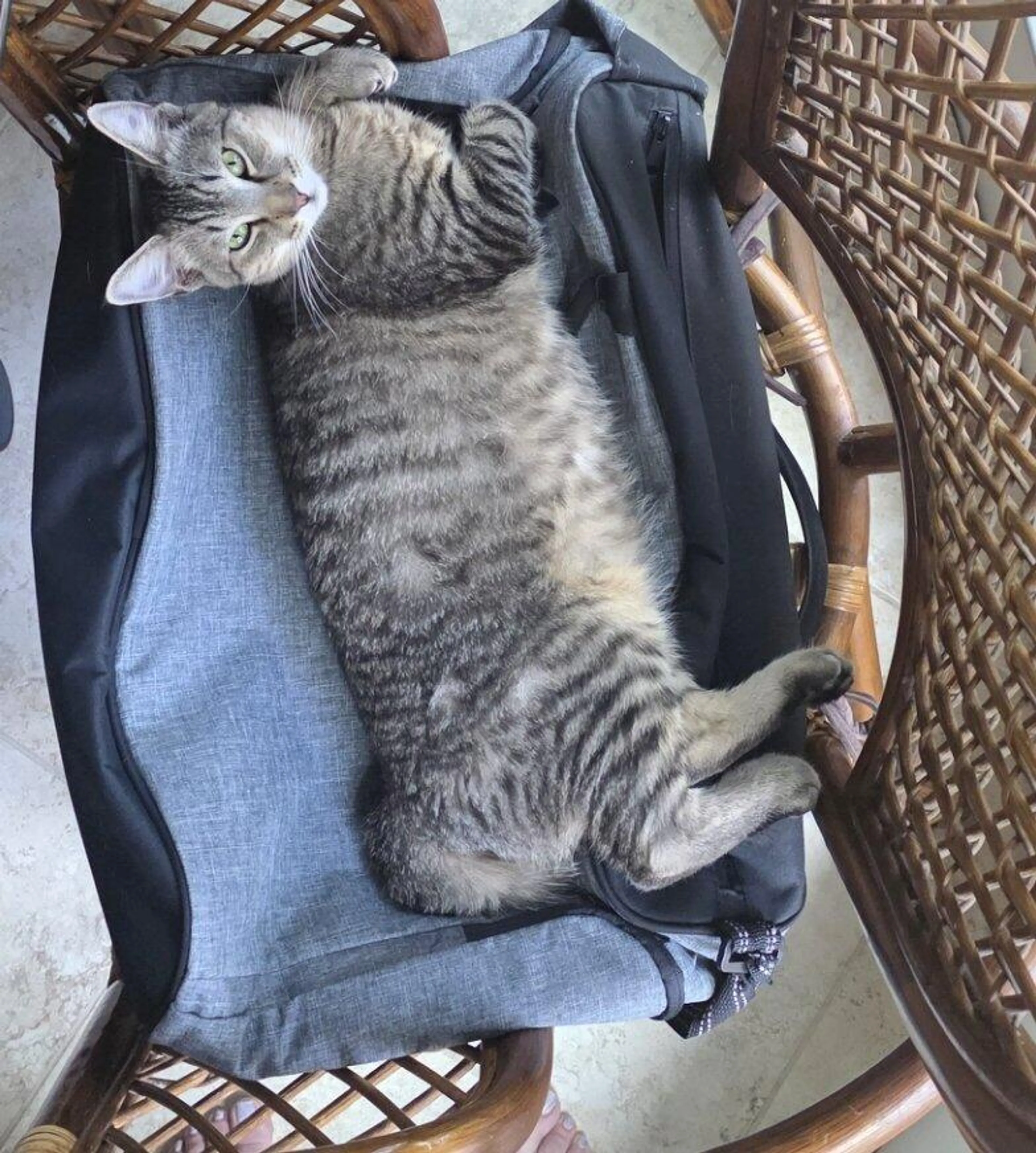 Lost pet