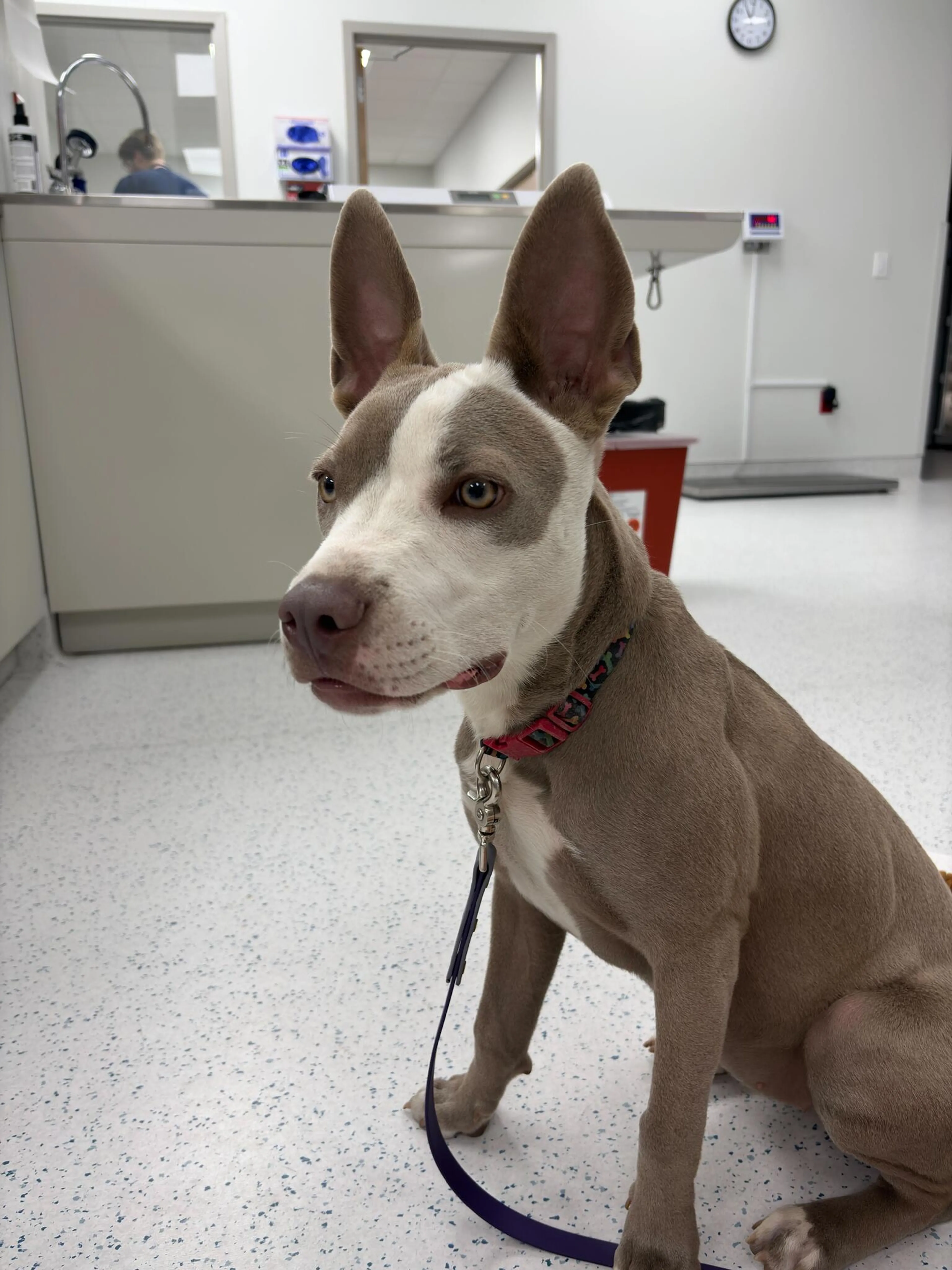 Found pet