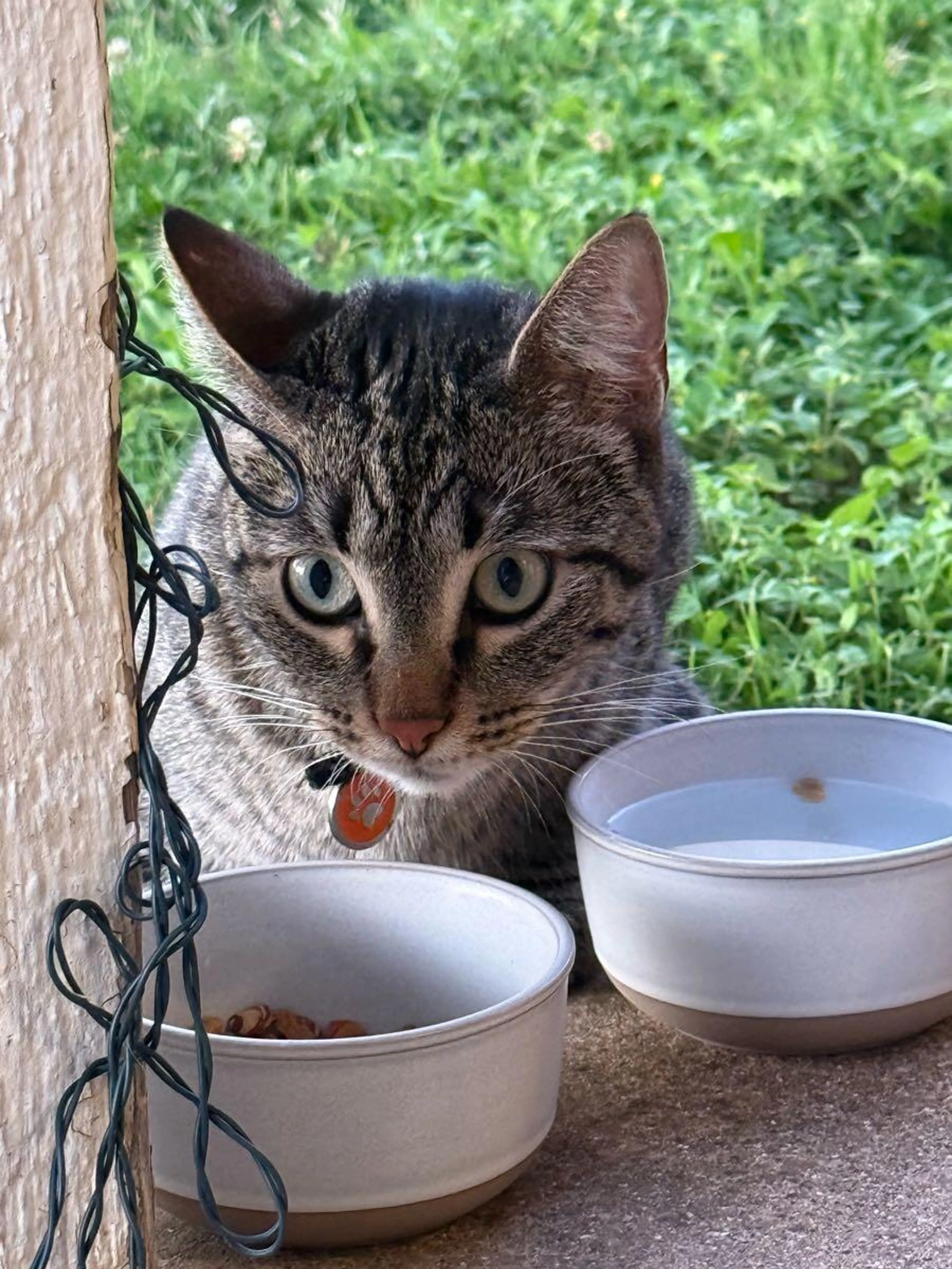 Lost pet