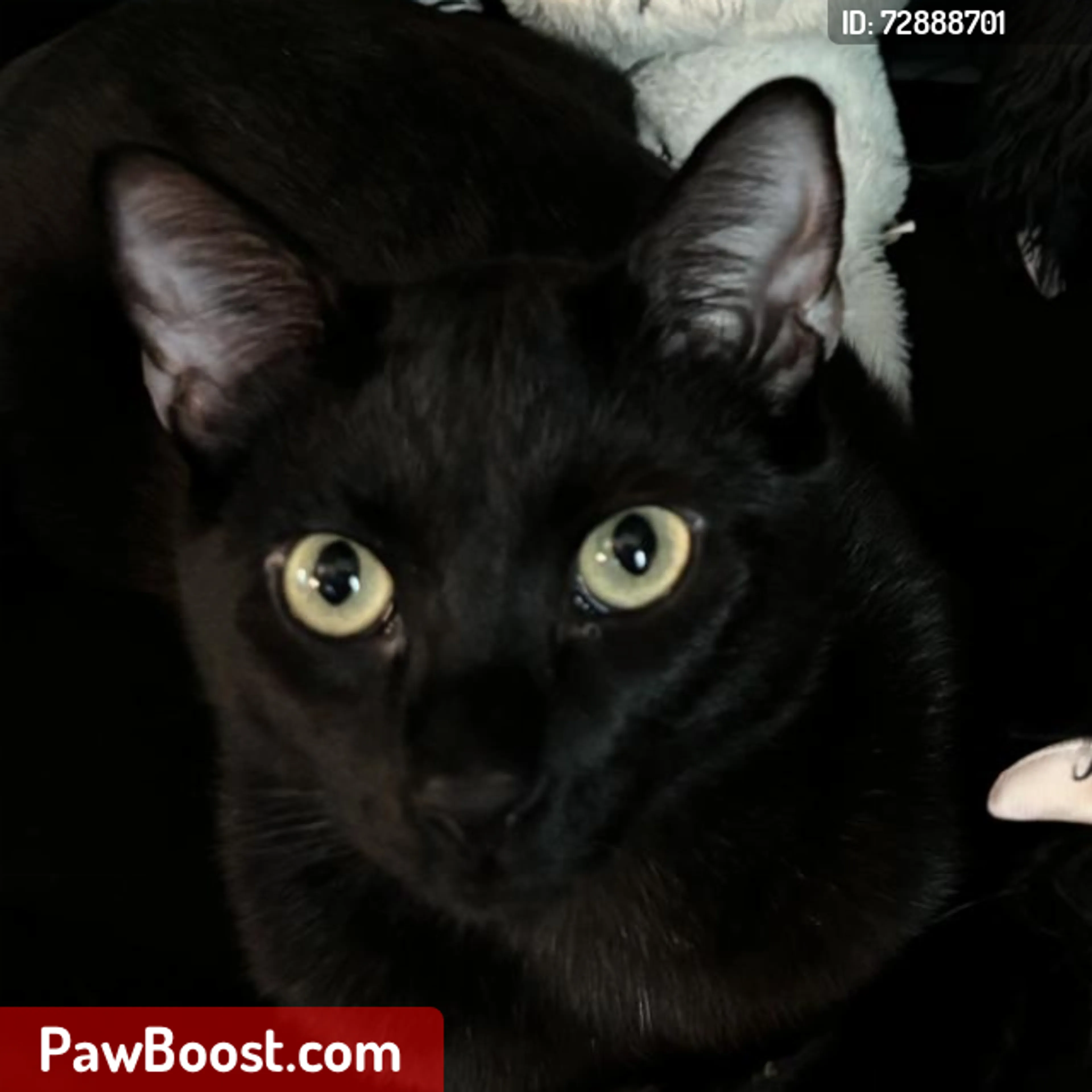 Lost pet