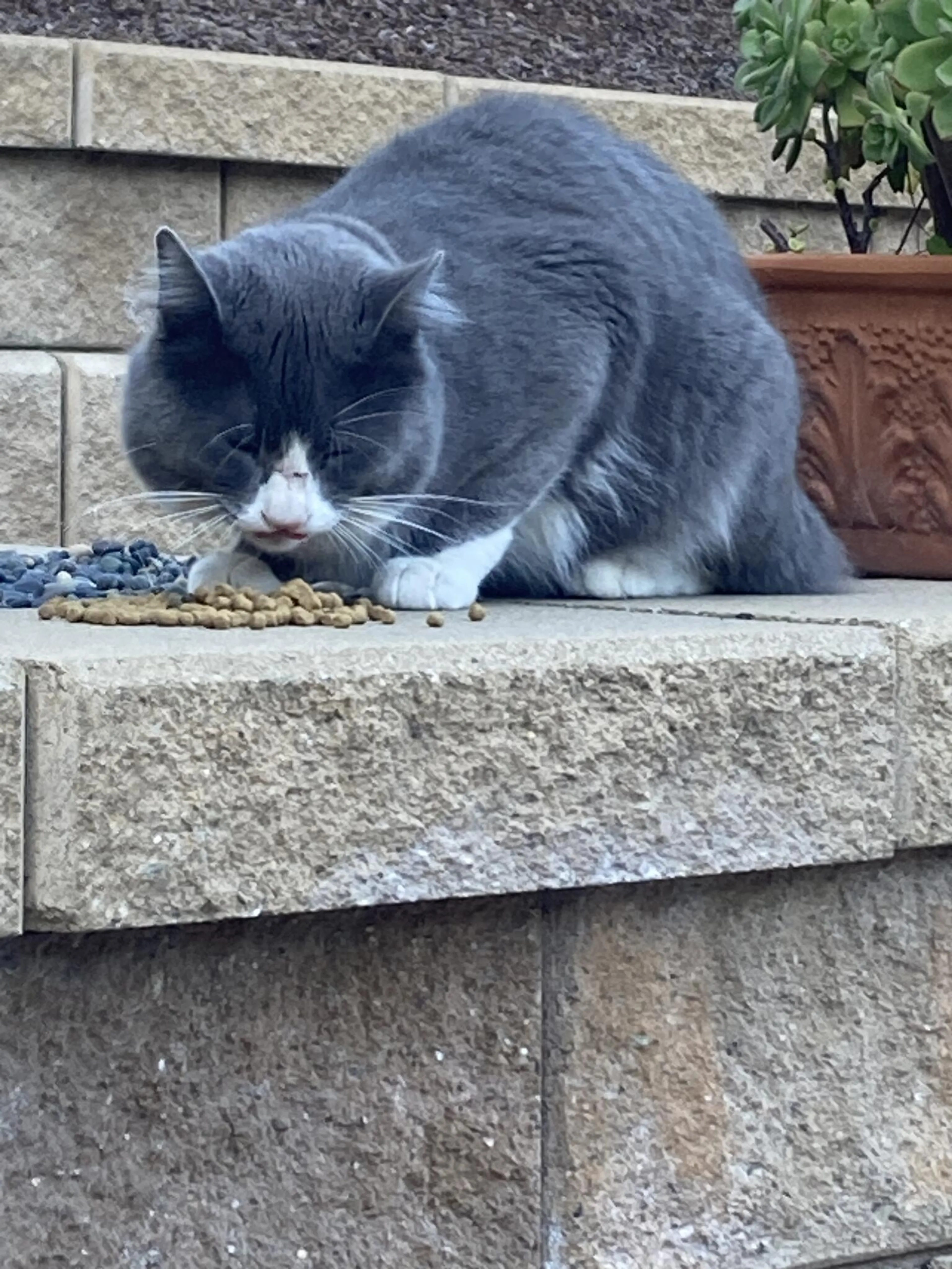Found pet