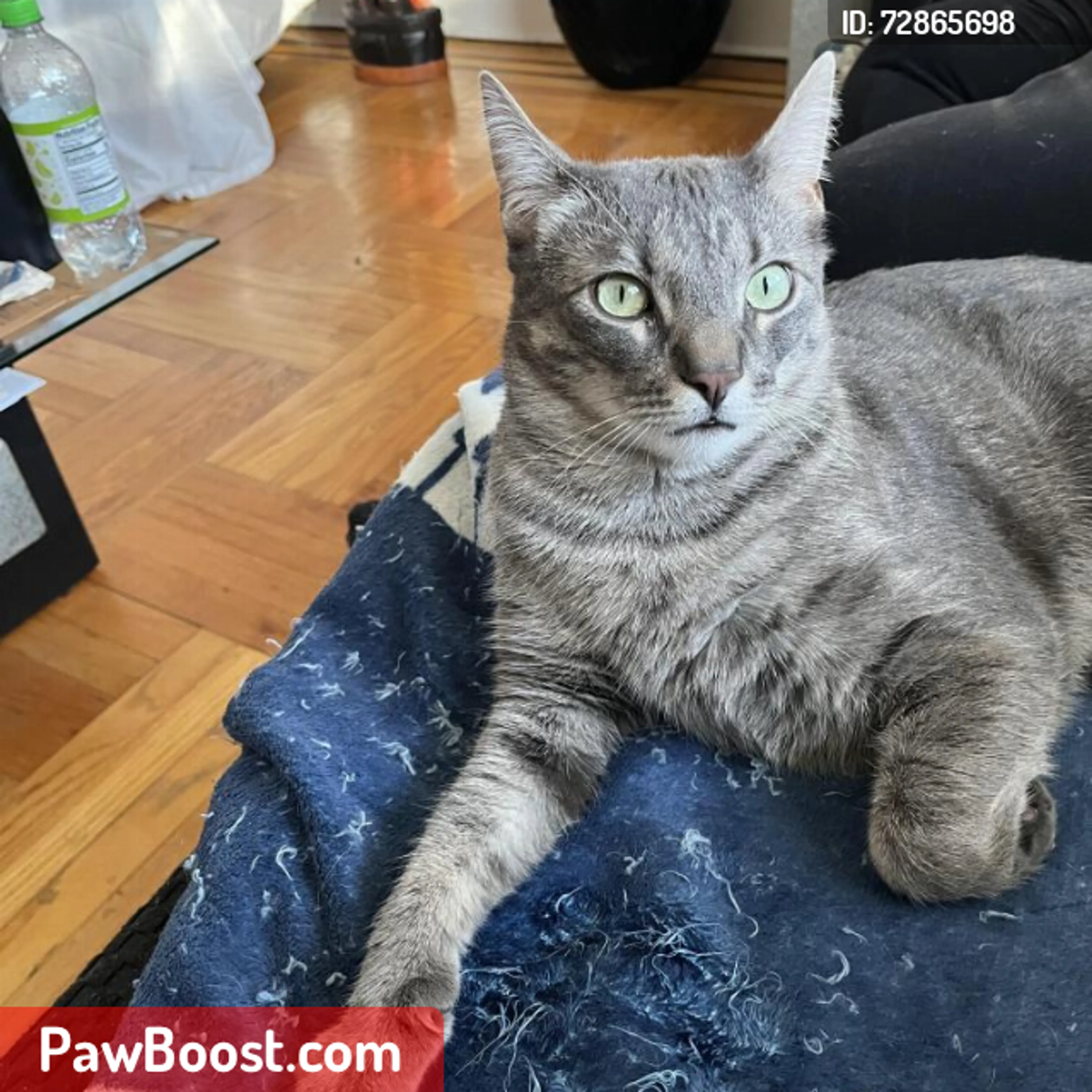 Lost pet