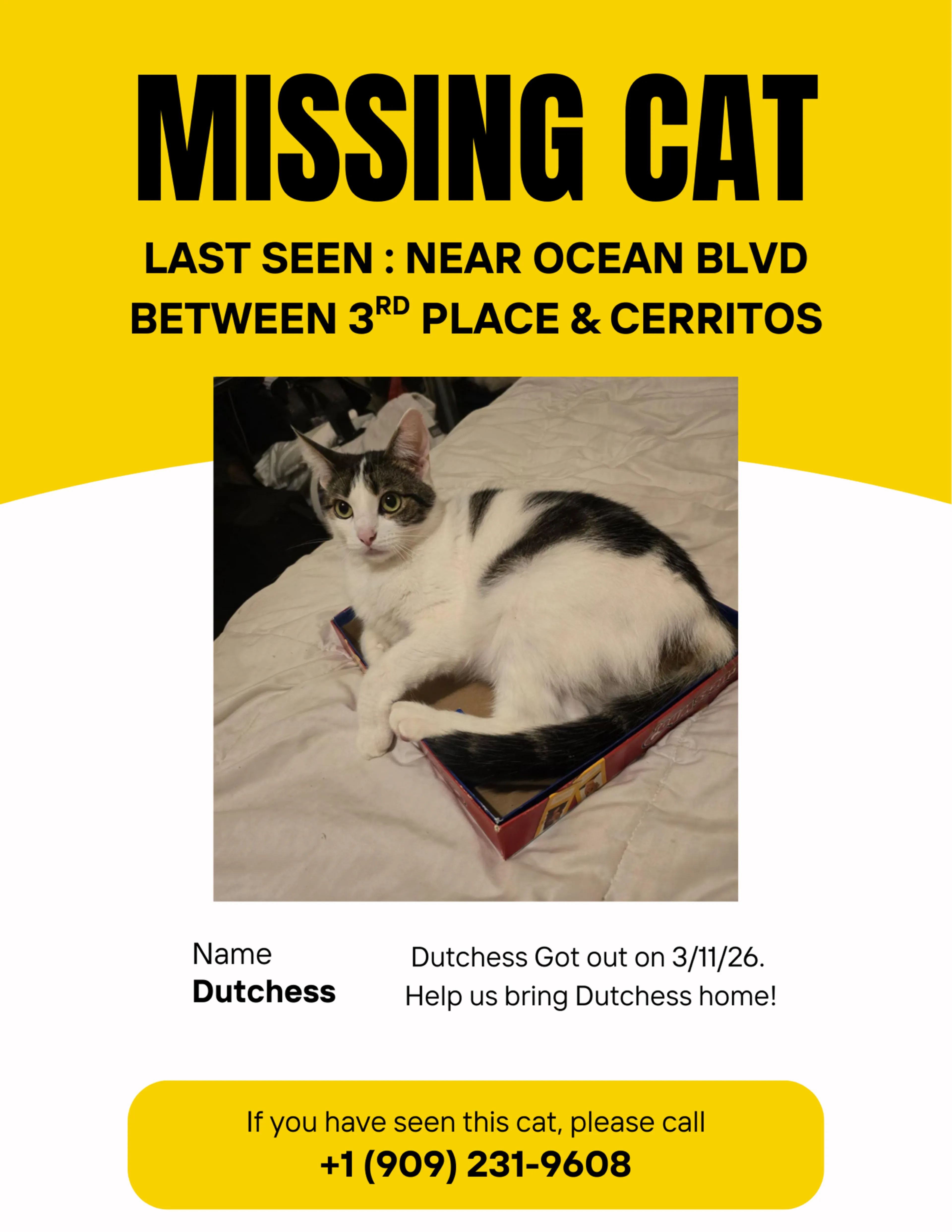 Lost pet
