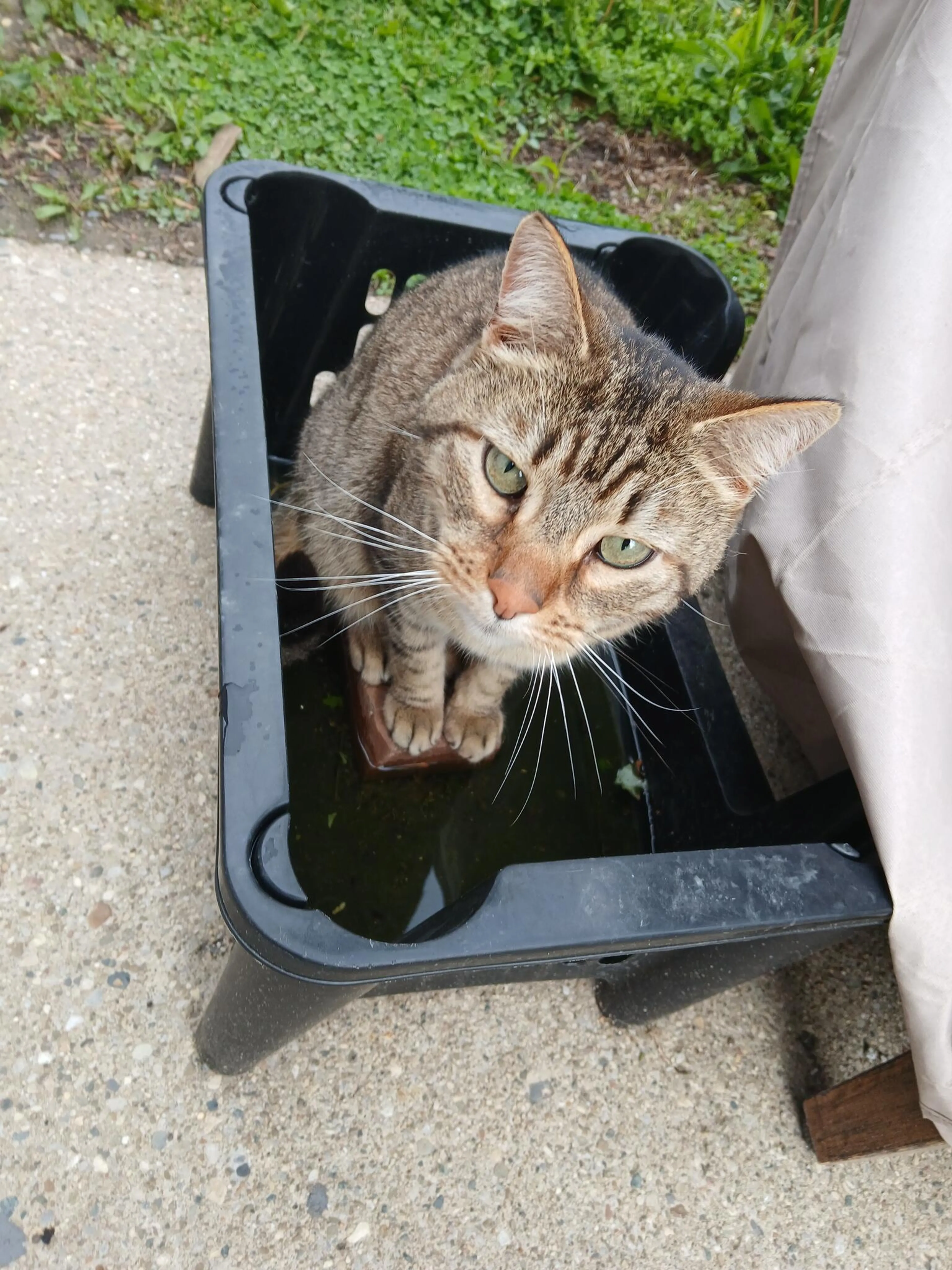 Lost pet