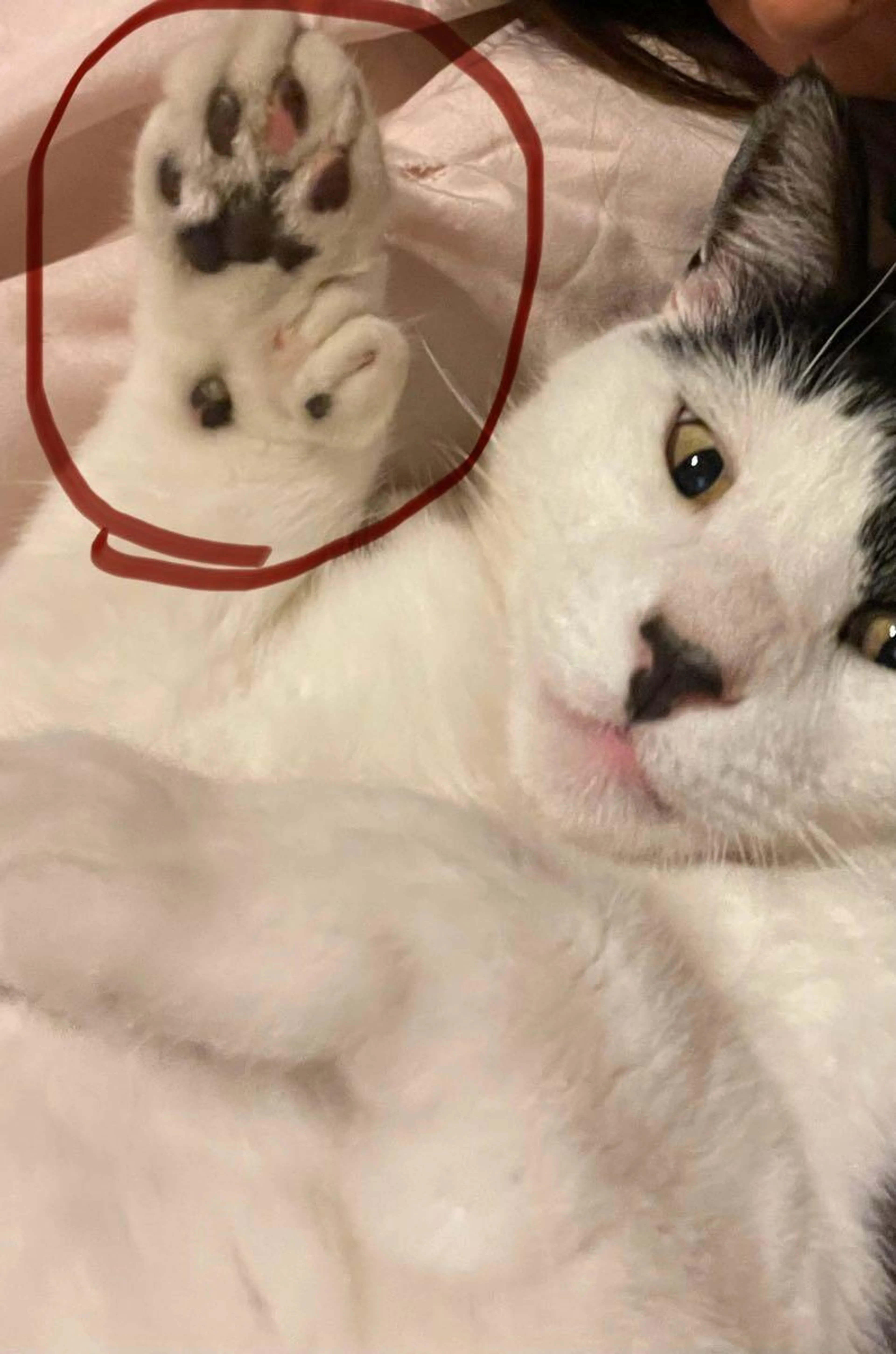 Lost pet