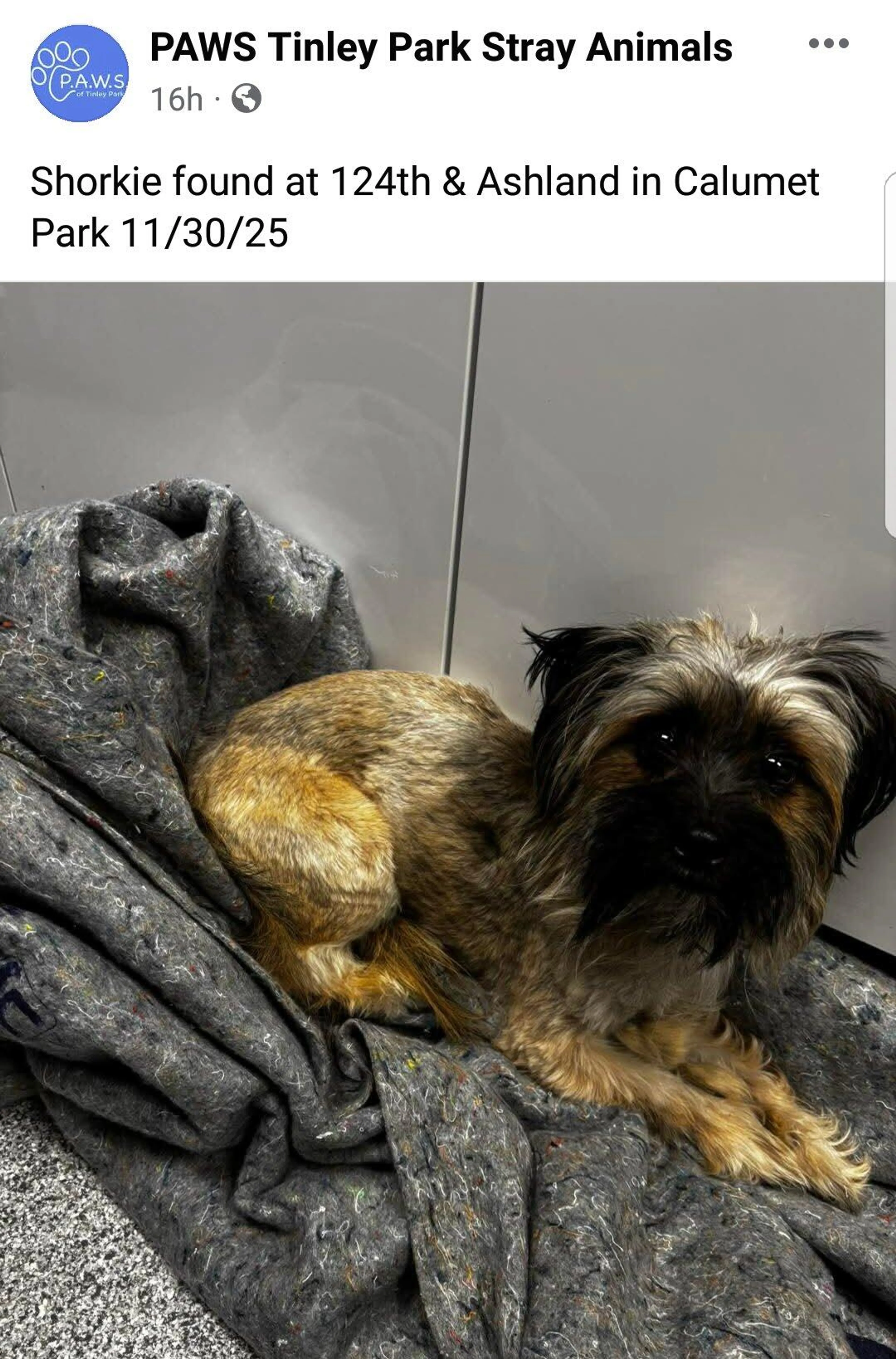 Found pet