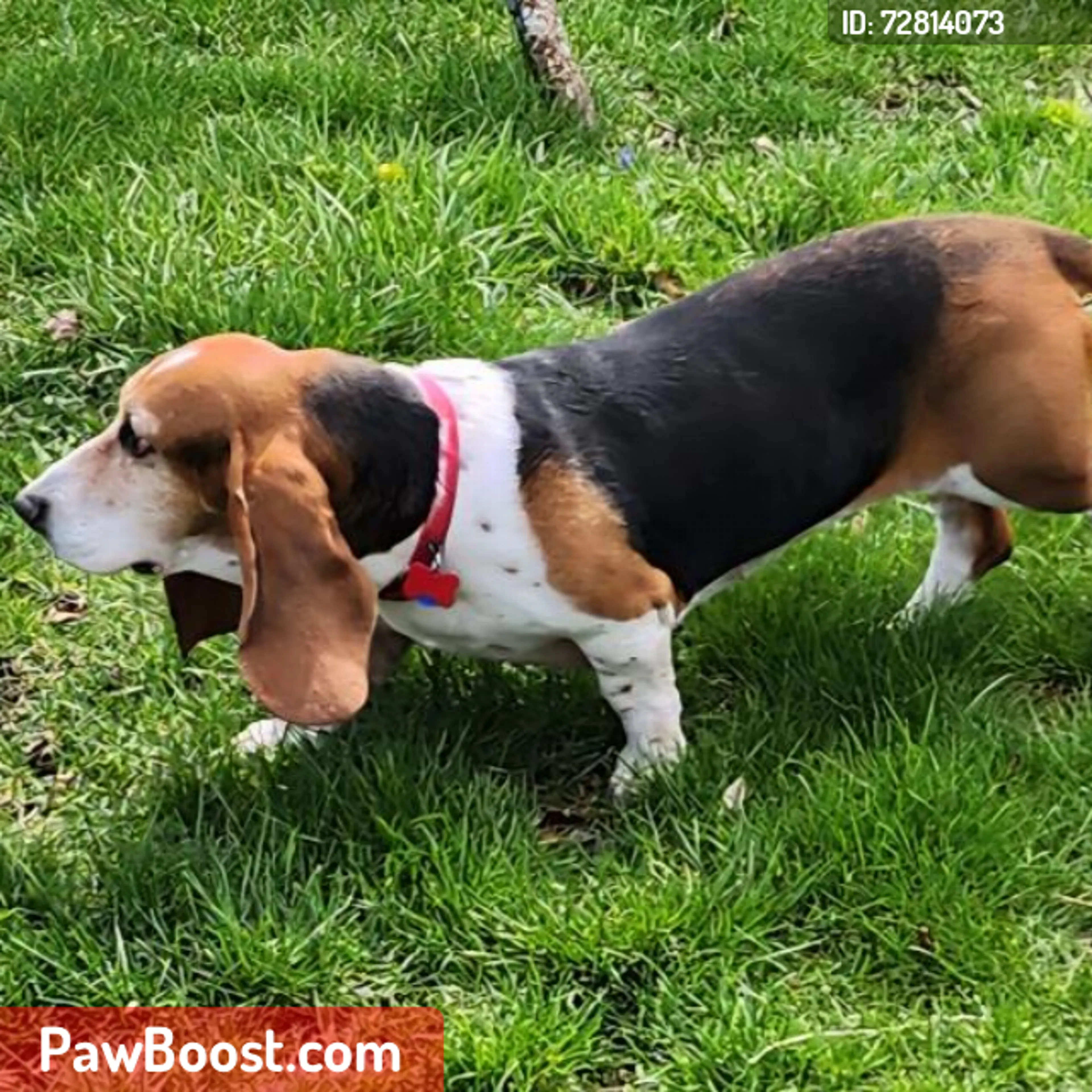 Lost pet