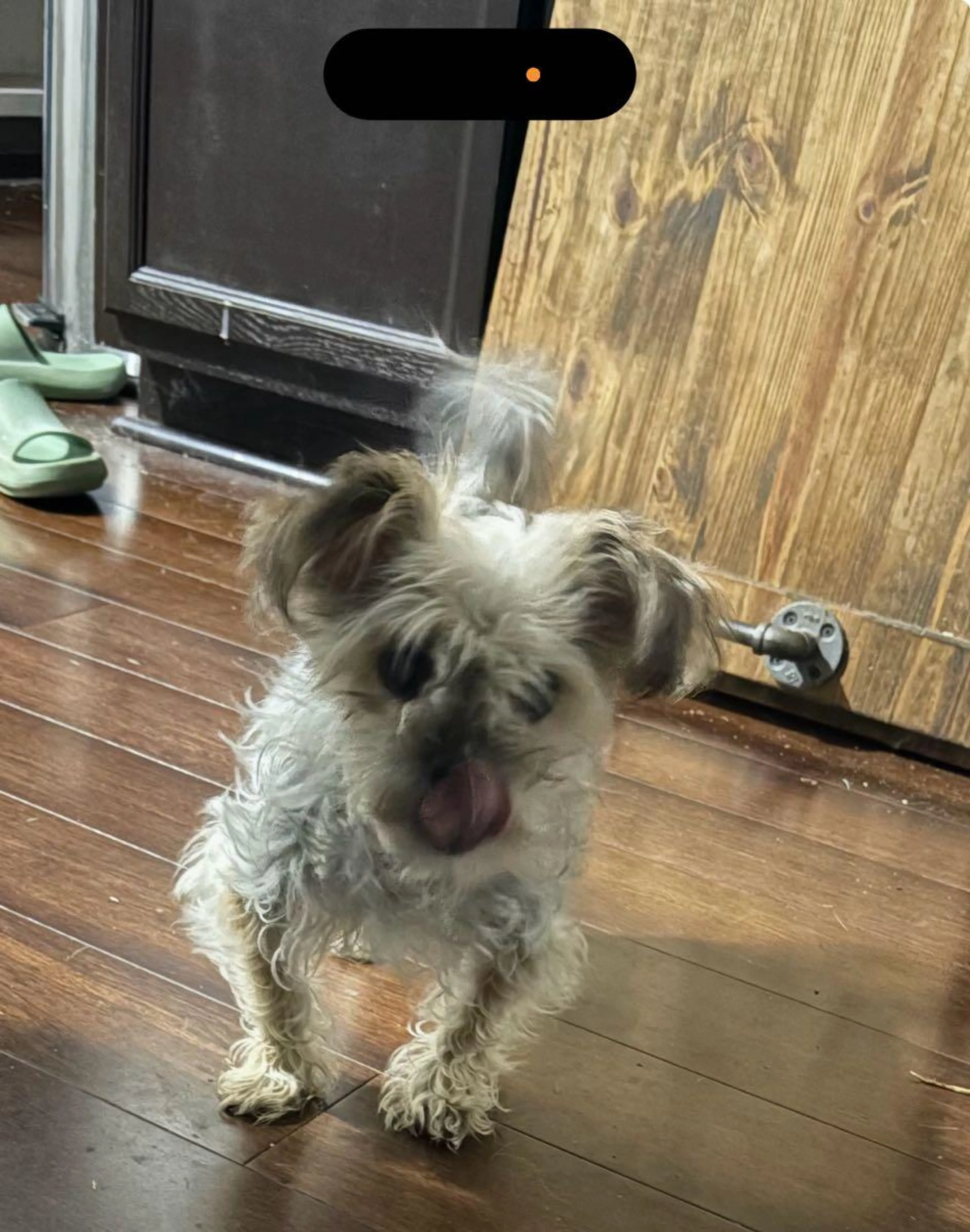 Found pet