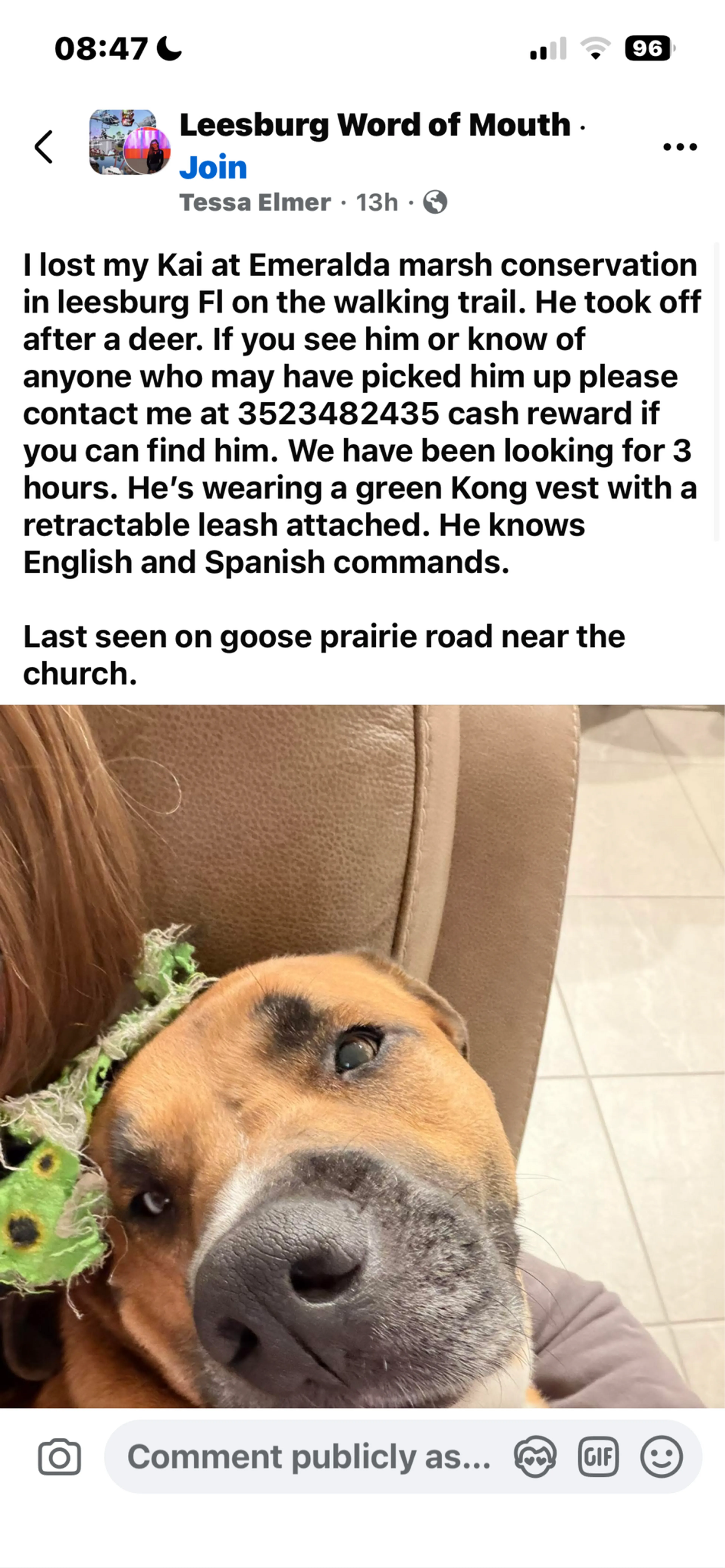 Lost pet