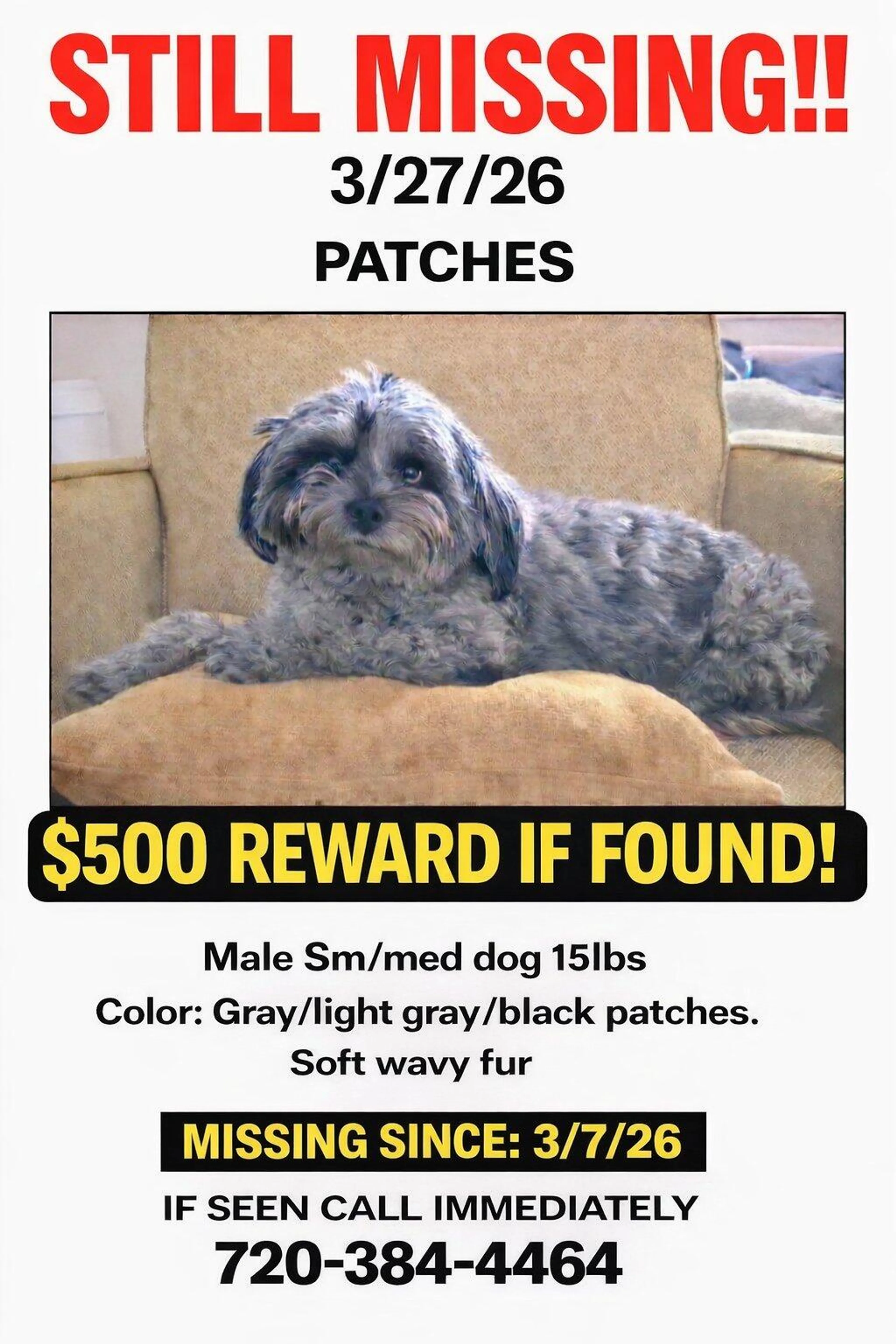 Found pet