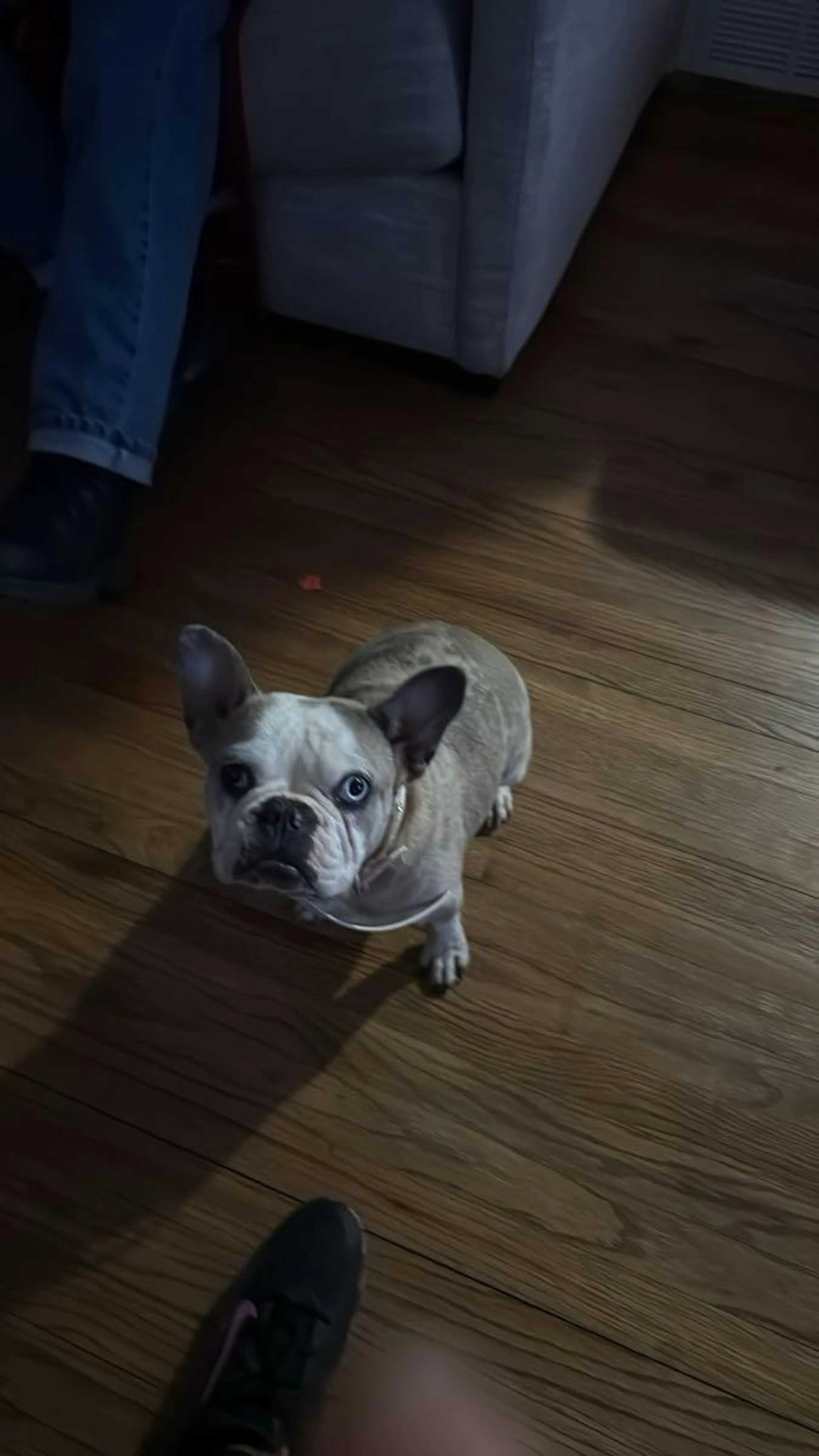 Lost pet