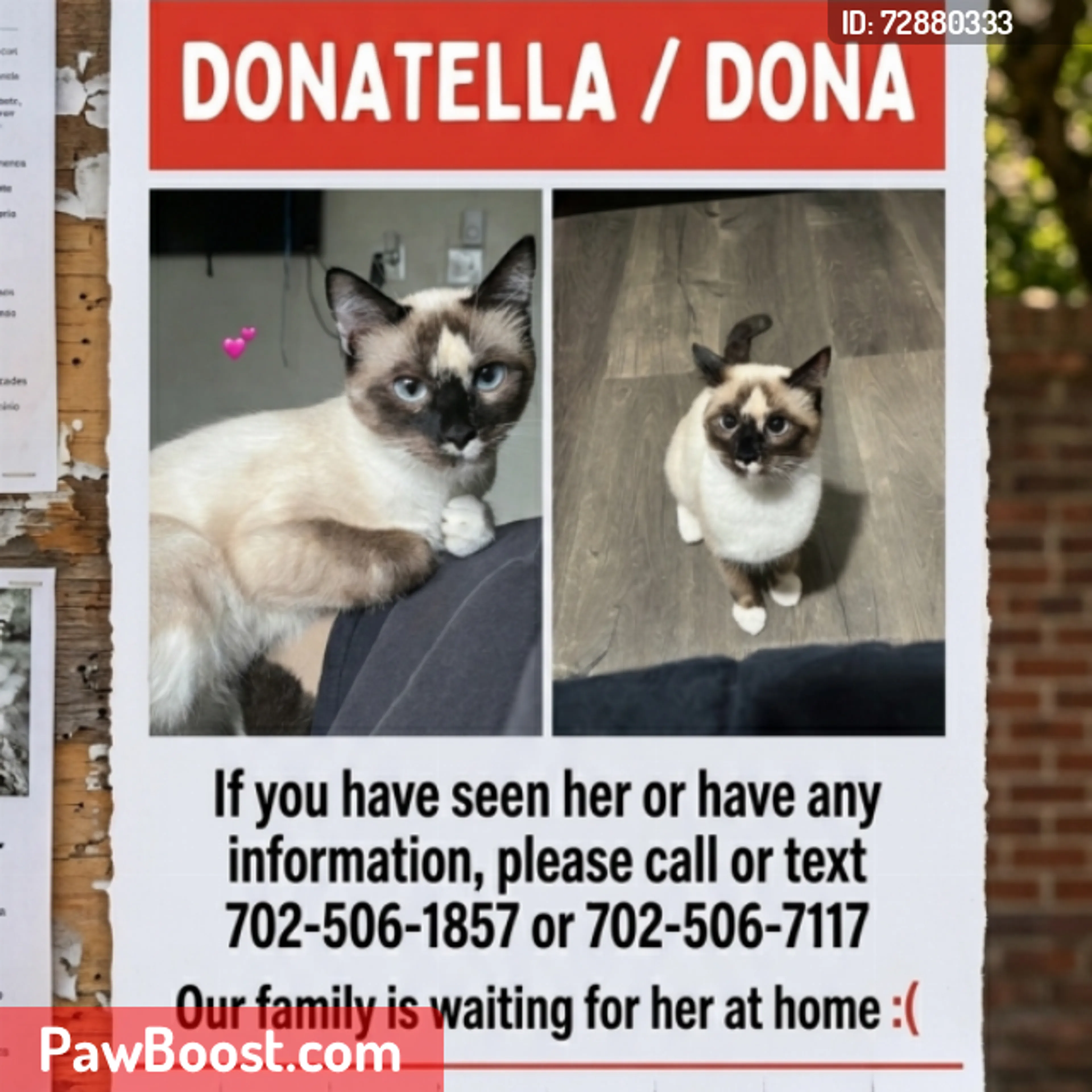 Lost pet