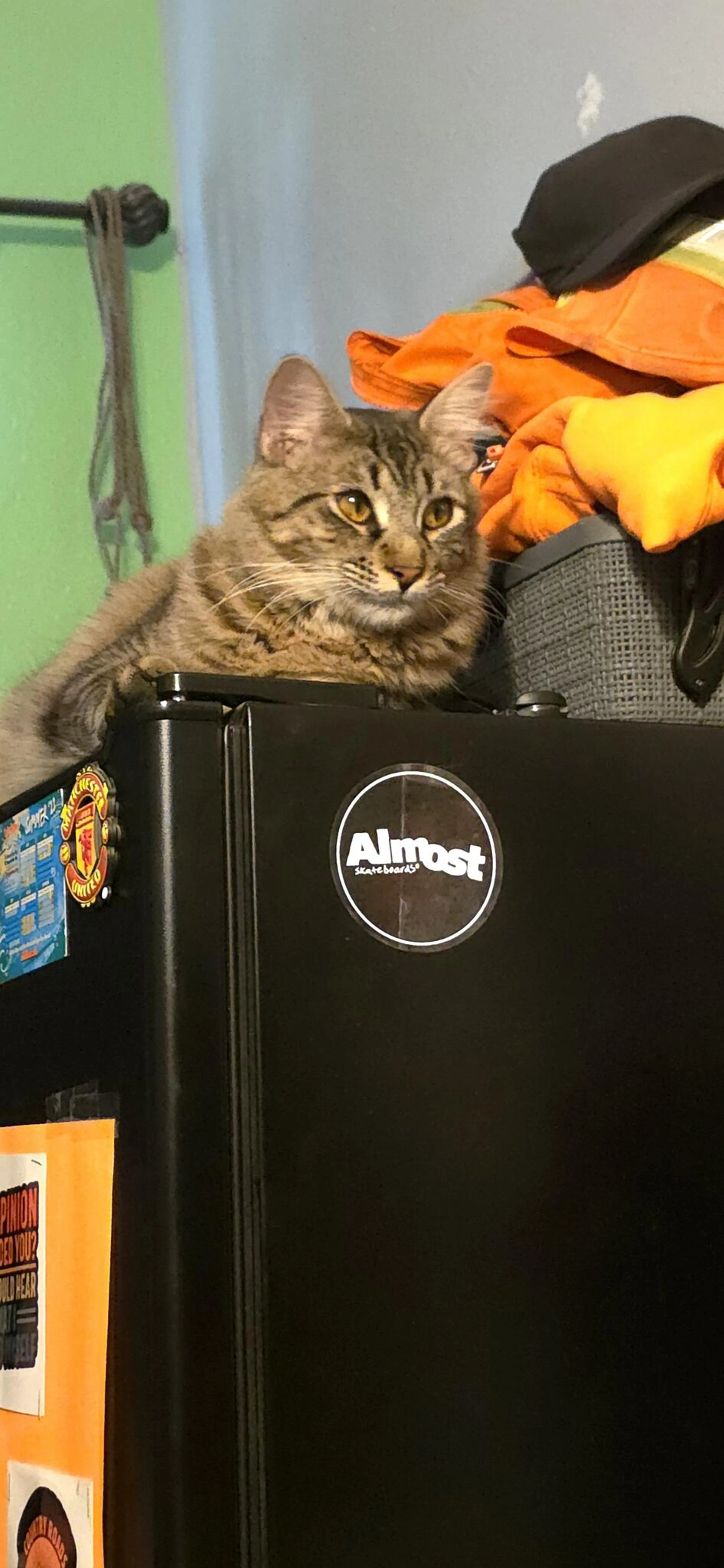 Lost pet