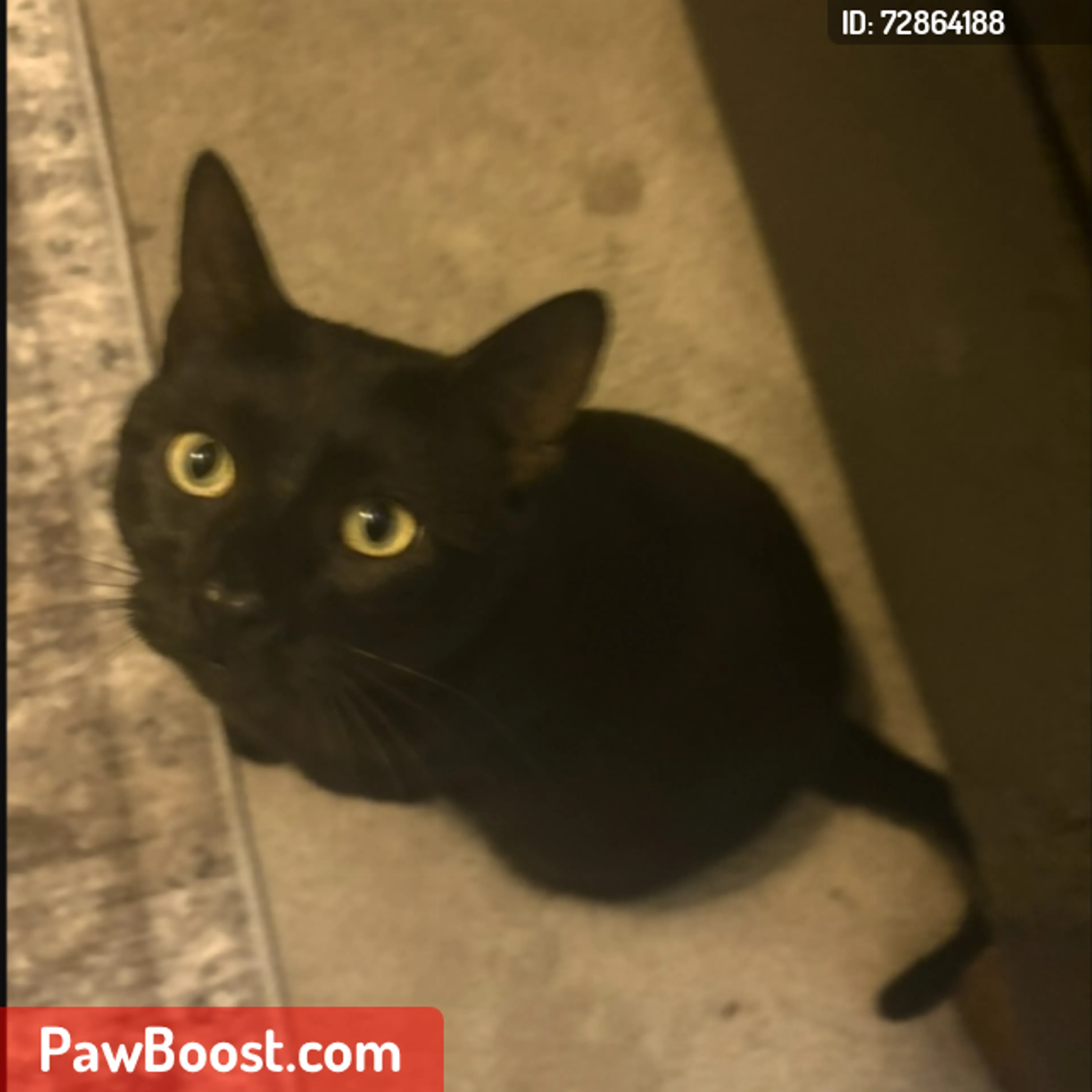 Lost pet