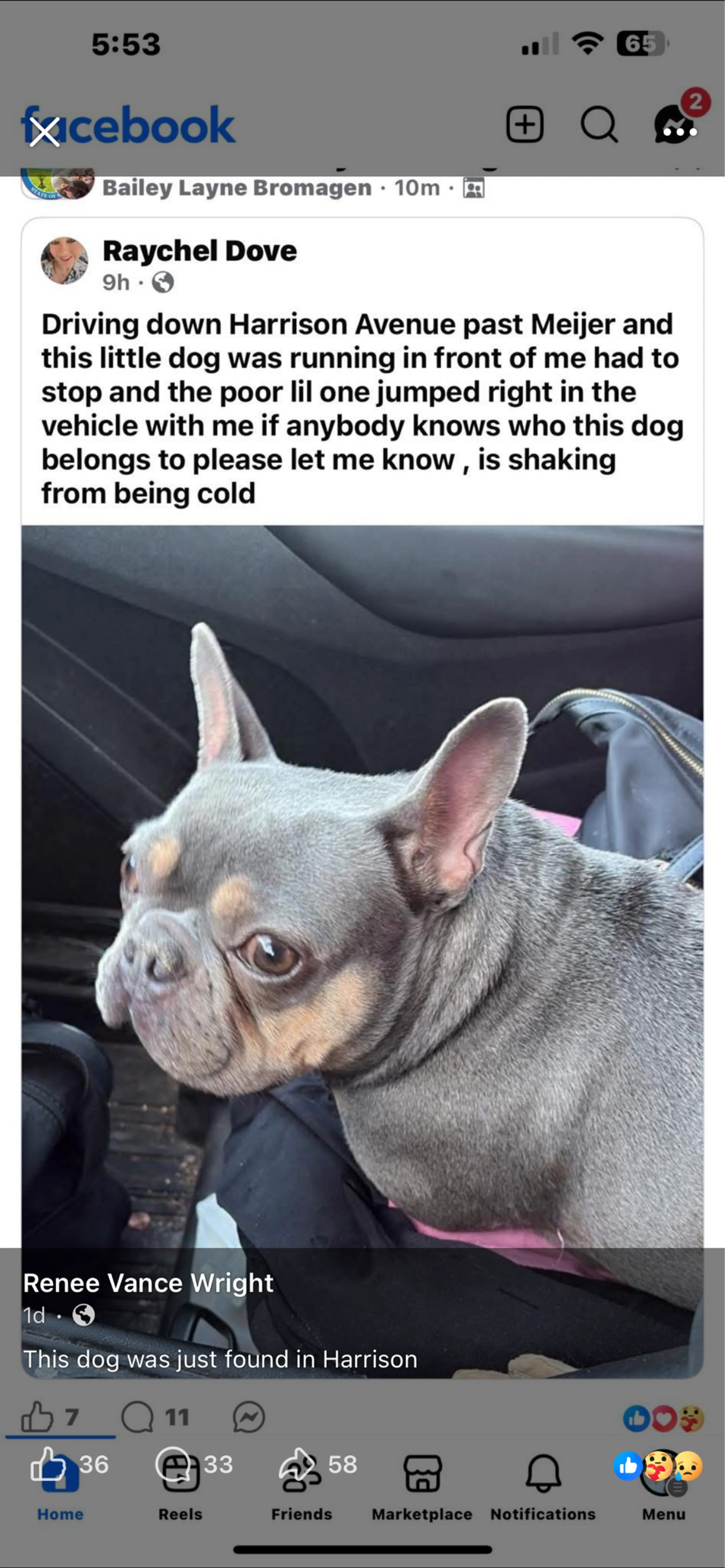 Found pet